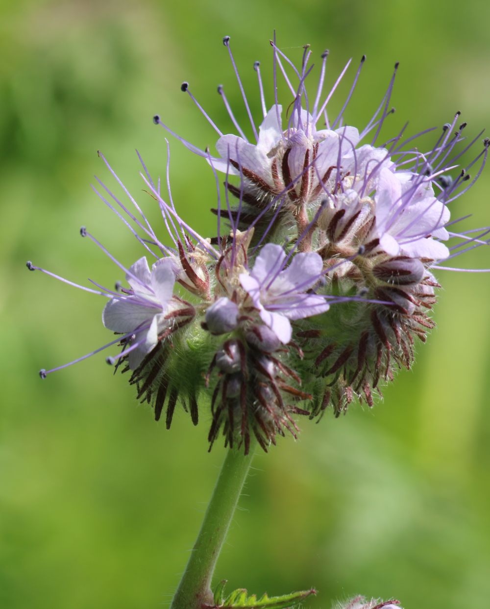 Phacelia