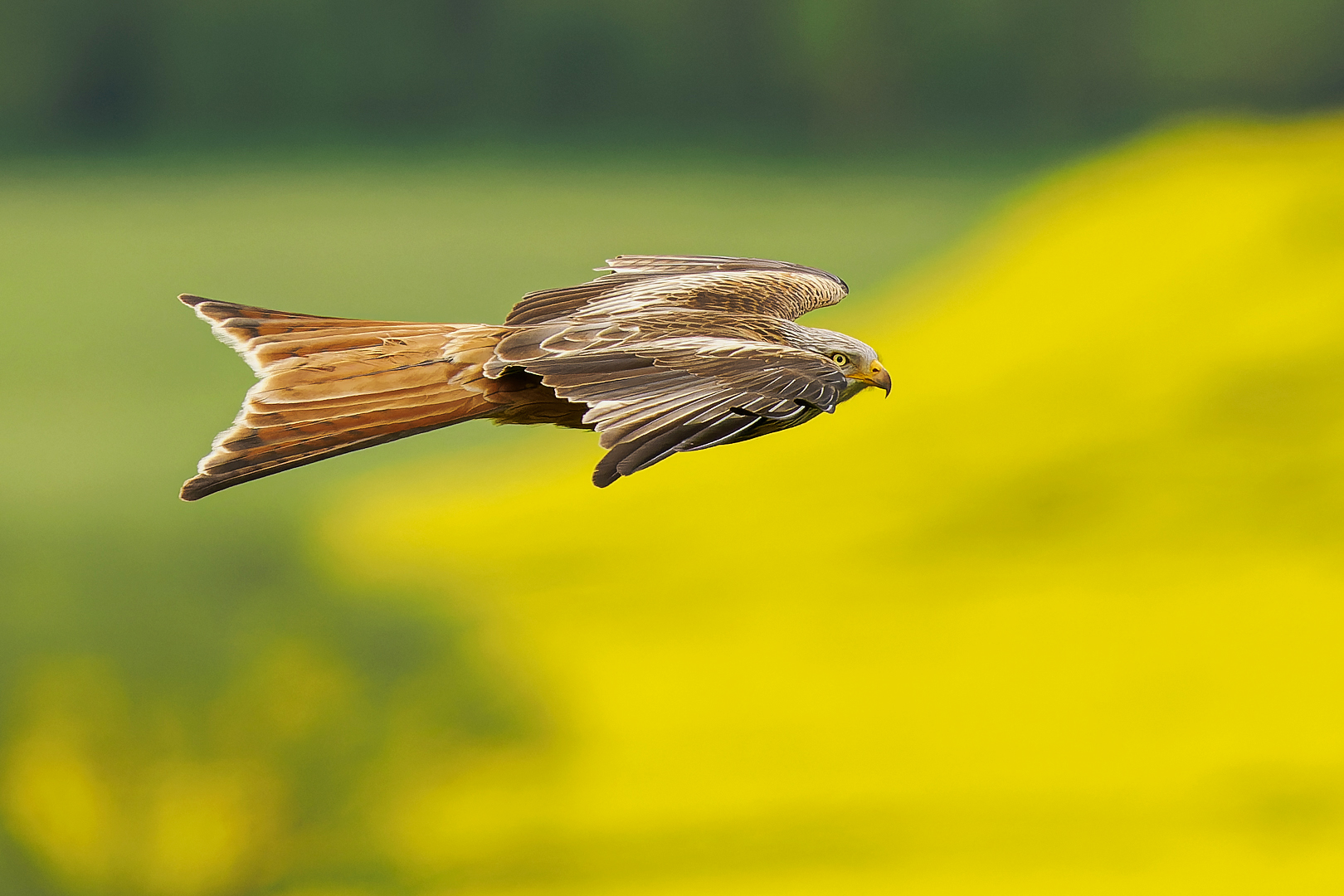 Gleitflug des Rotmilans