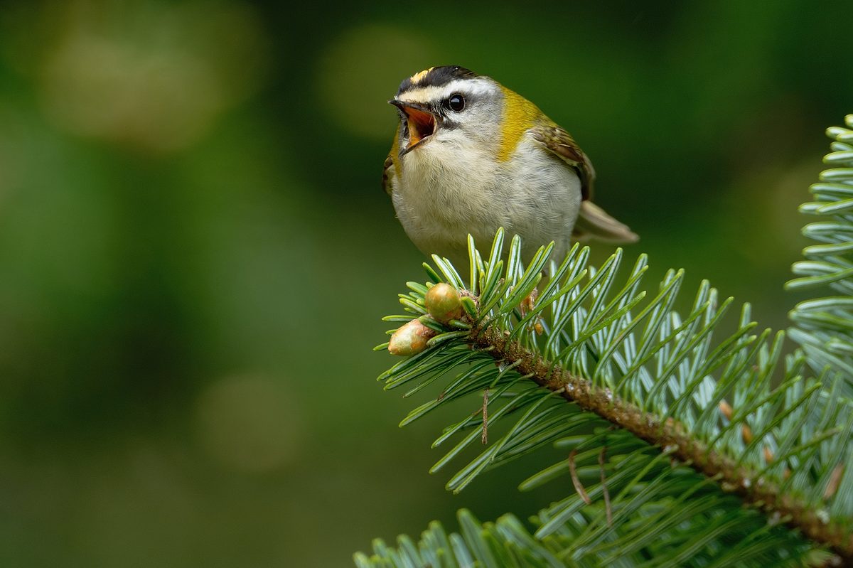 Sommergoldhähnchen....