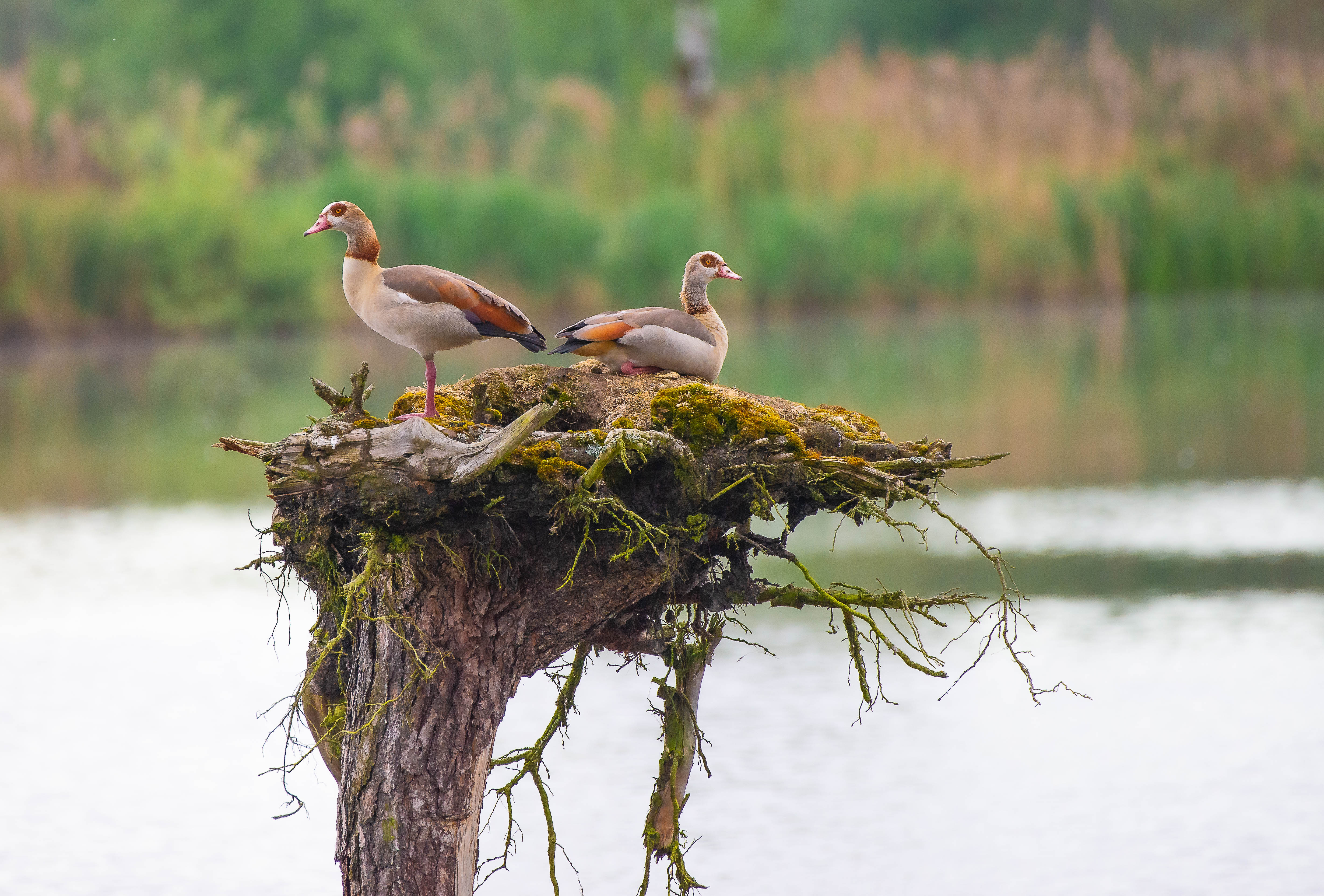 Ruheplatz der Nilgänse