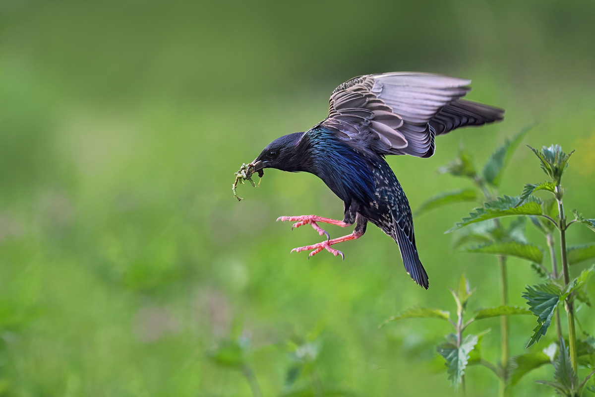 Abflug aus der Wiese