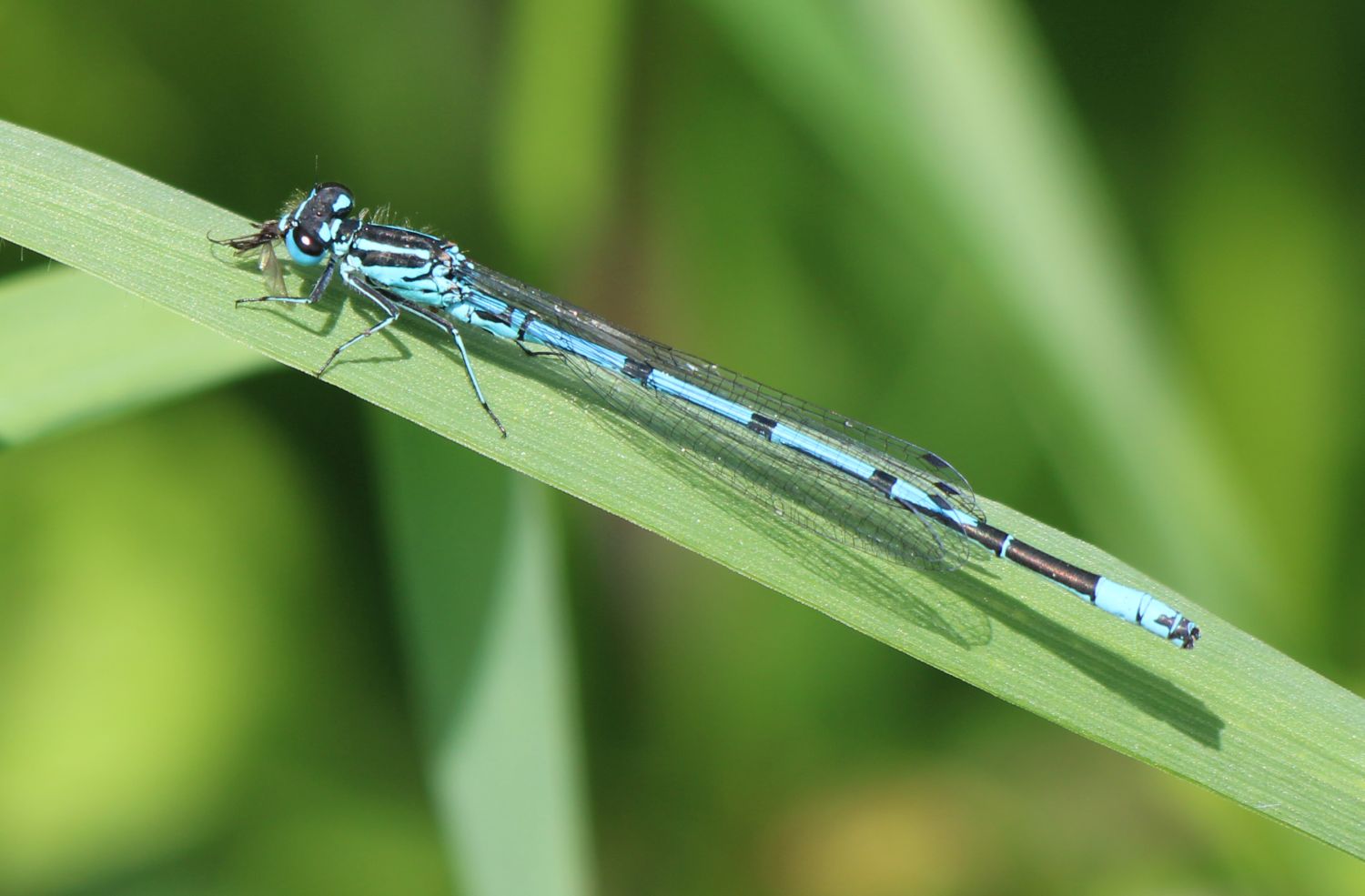 Männchen Hufeisenazurjungfer