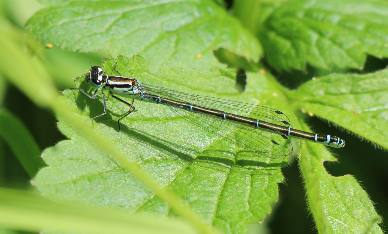 Weibchen Hufeisenazurjungfer