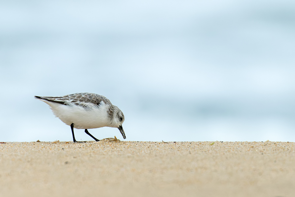 Sanderling