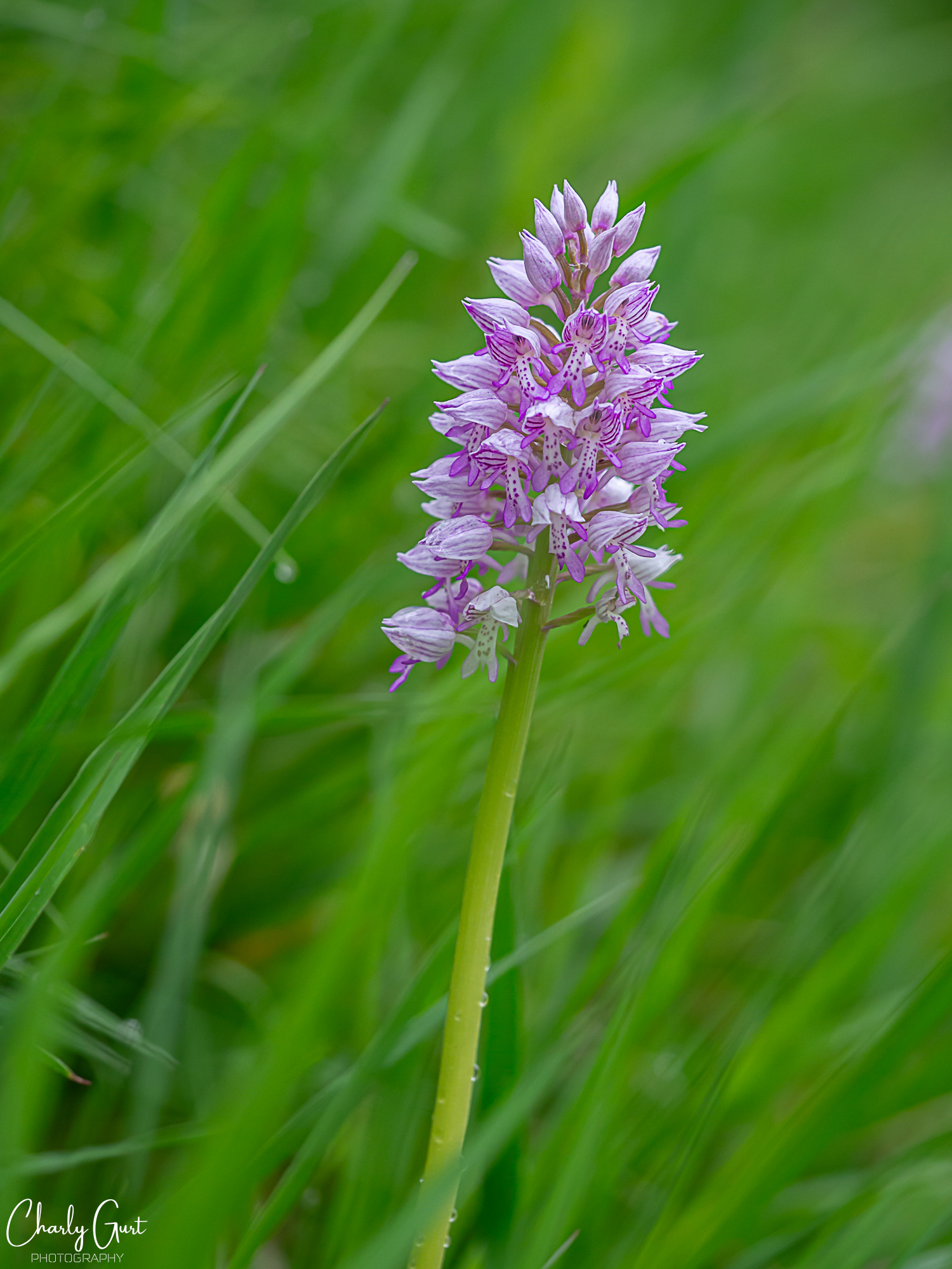 Orchis militaris.