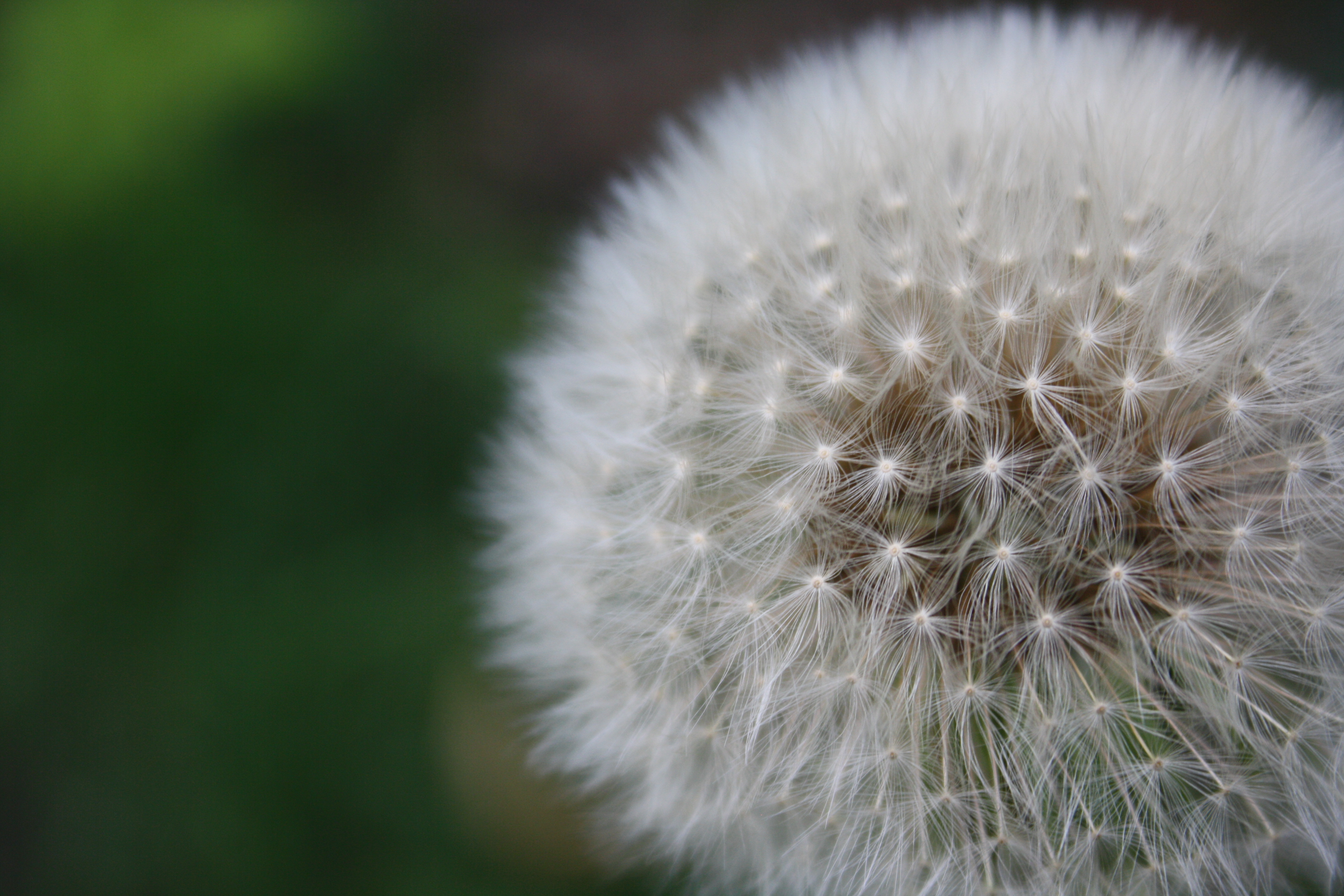 Pusteblume