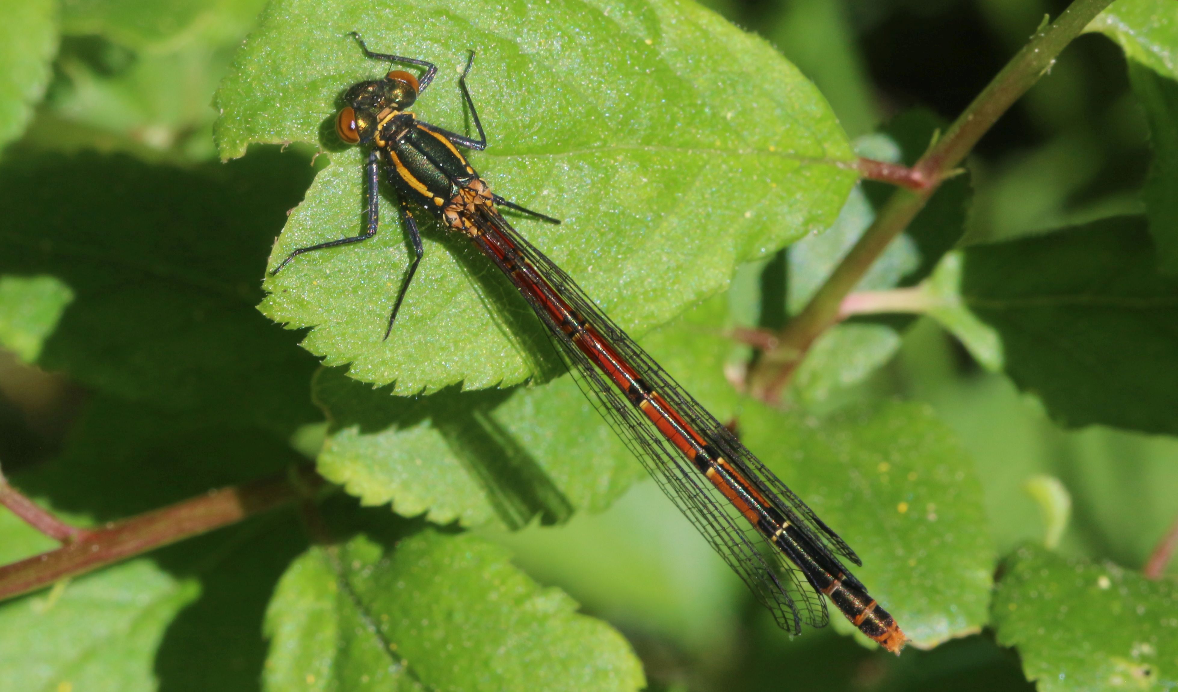 Adonislibelle Weibchen