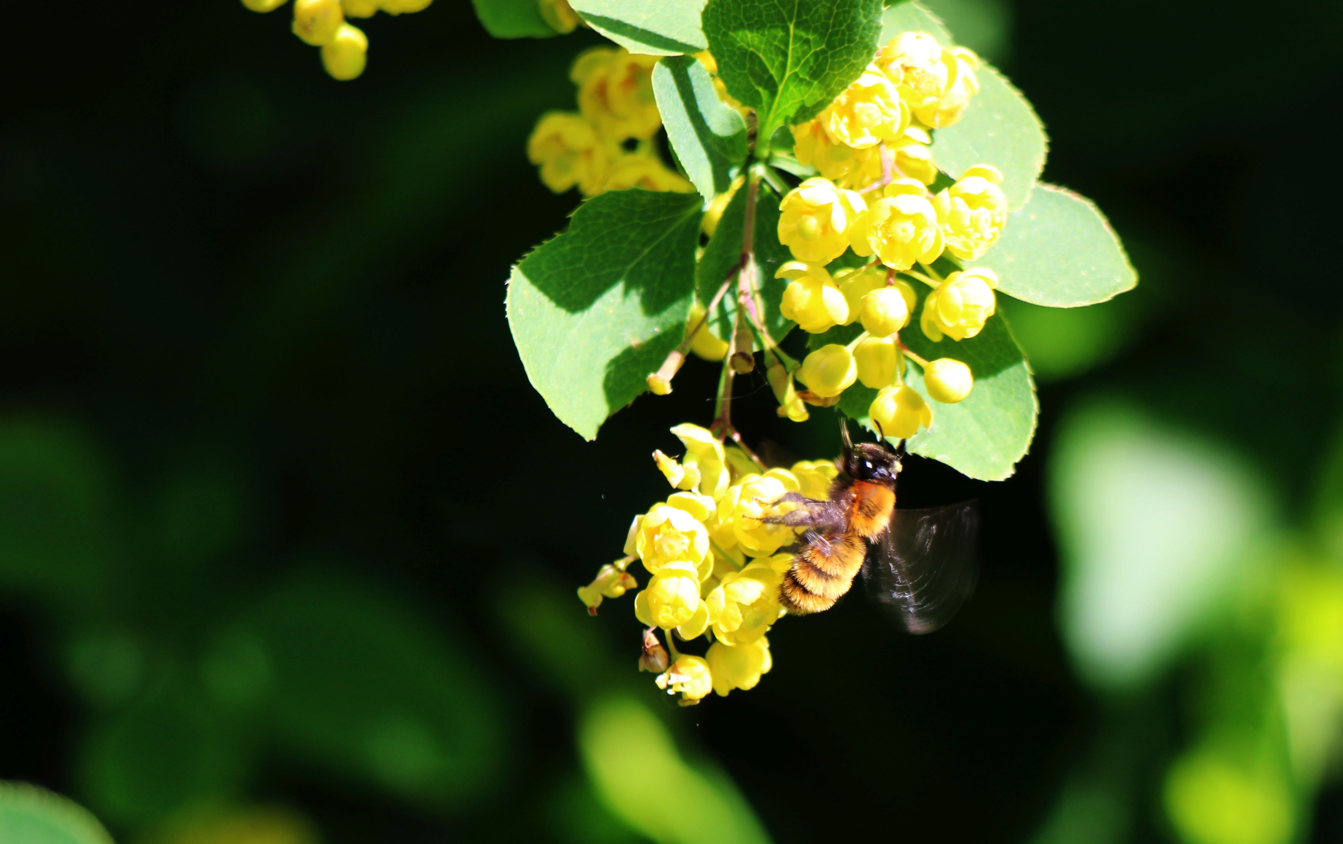 Wildbiene nascht