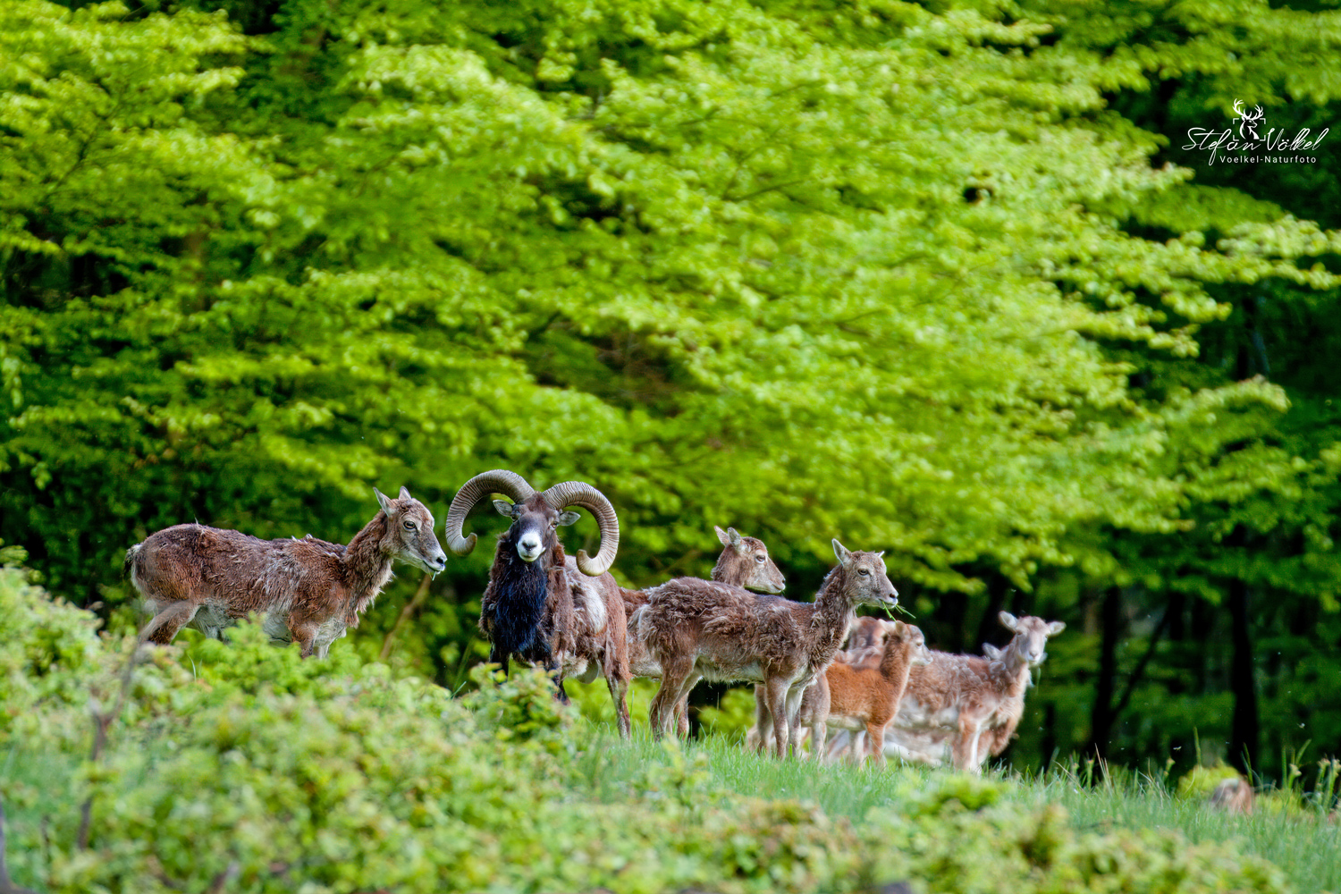 Muffelwild im Maienwald