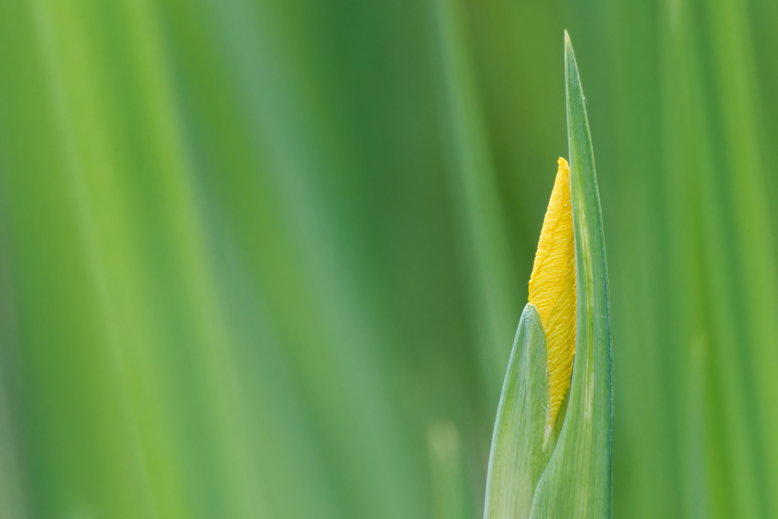 die ersten Blüten lassen sich blicken