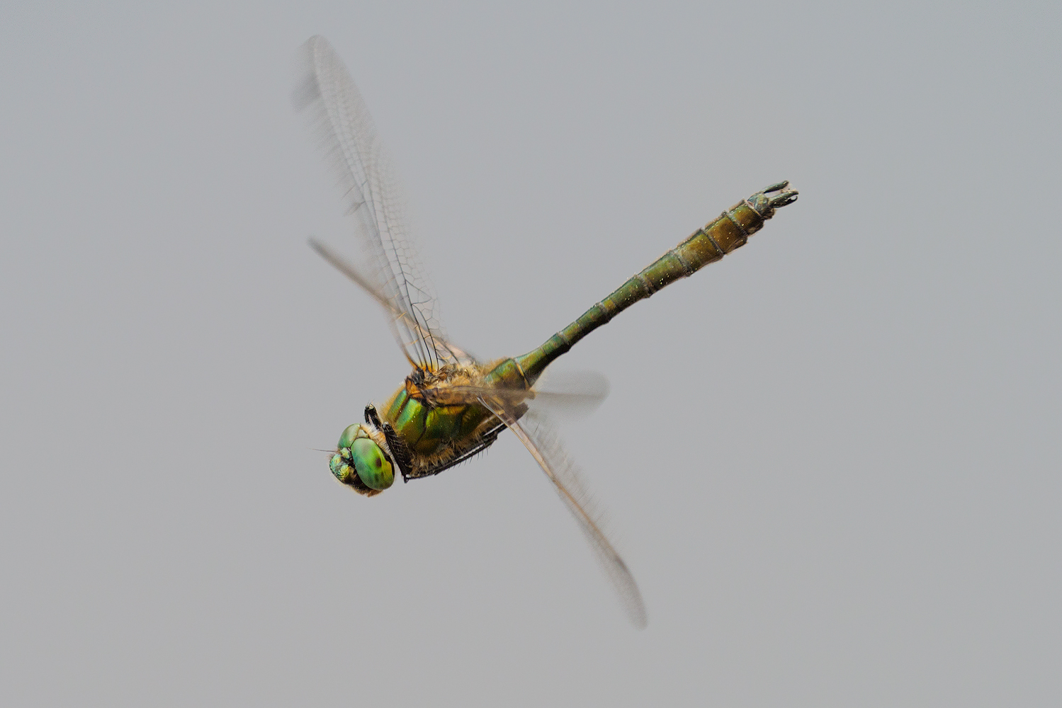 Flying Emerald