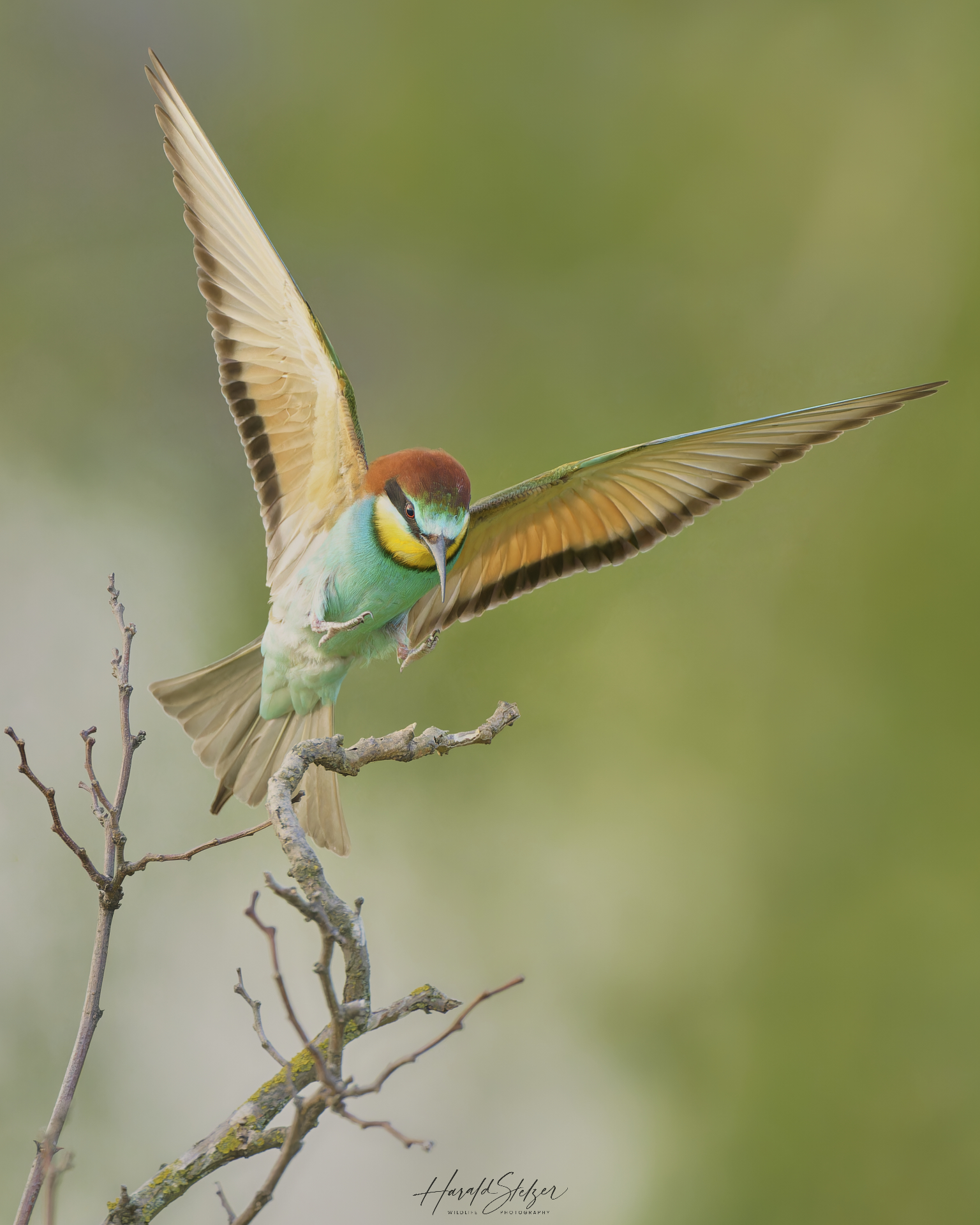 Bienenfresser im Landeanflug