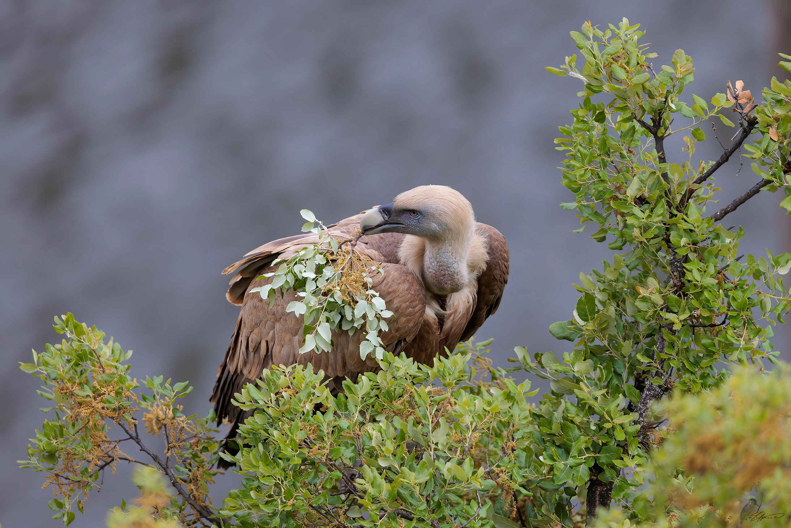 Gänsegeier beim Blümerlpflücken