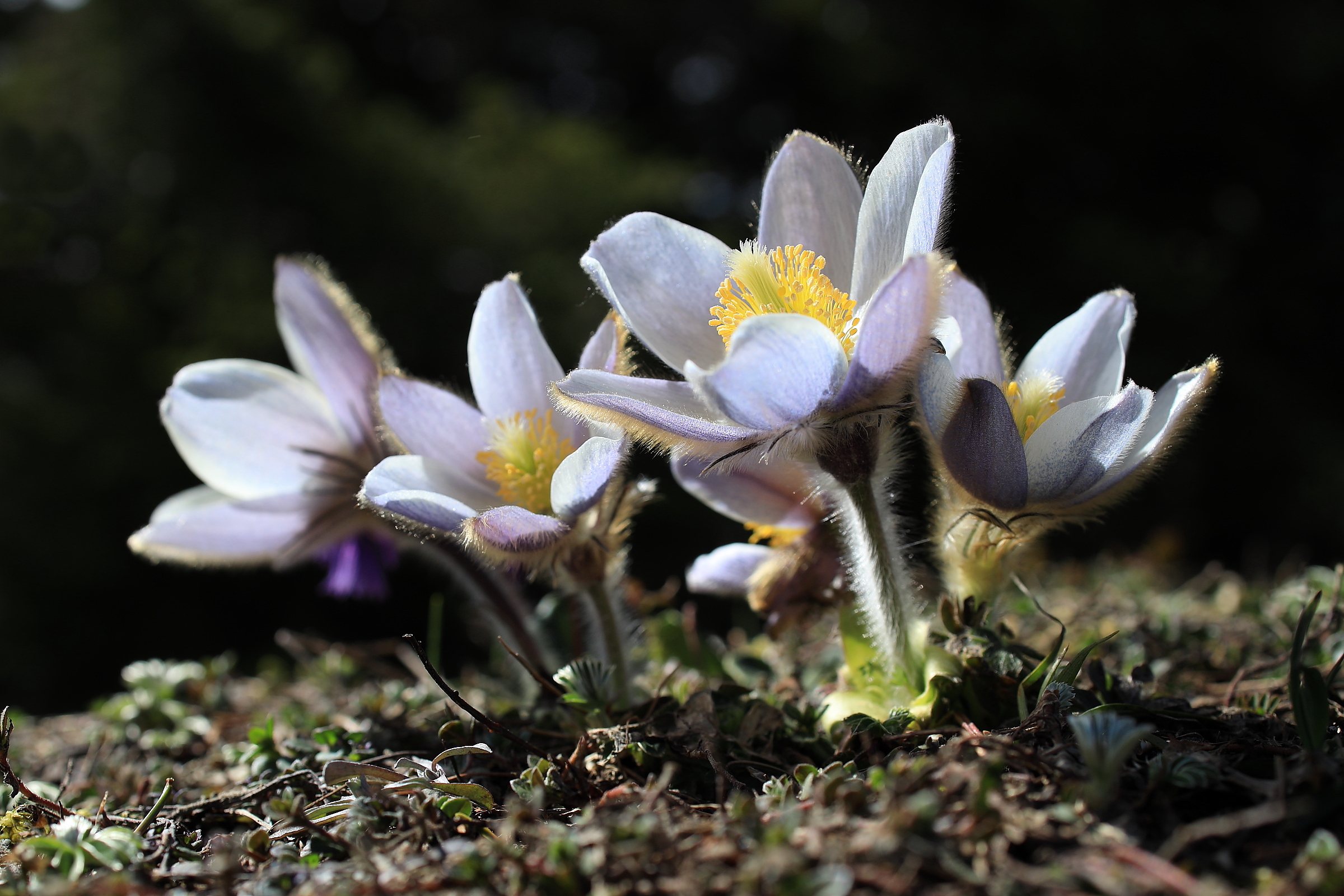 Bergfrühling