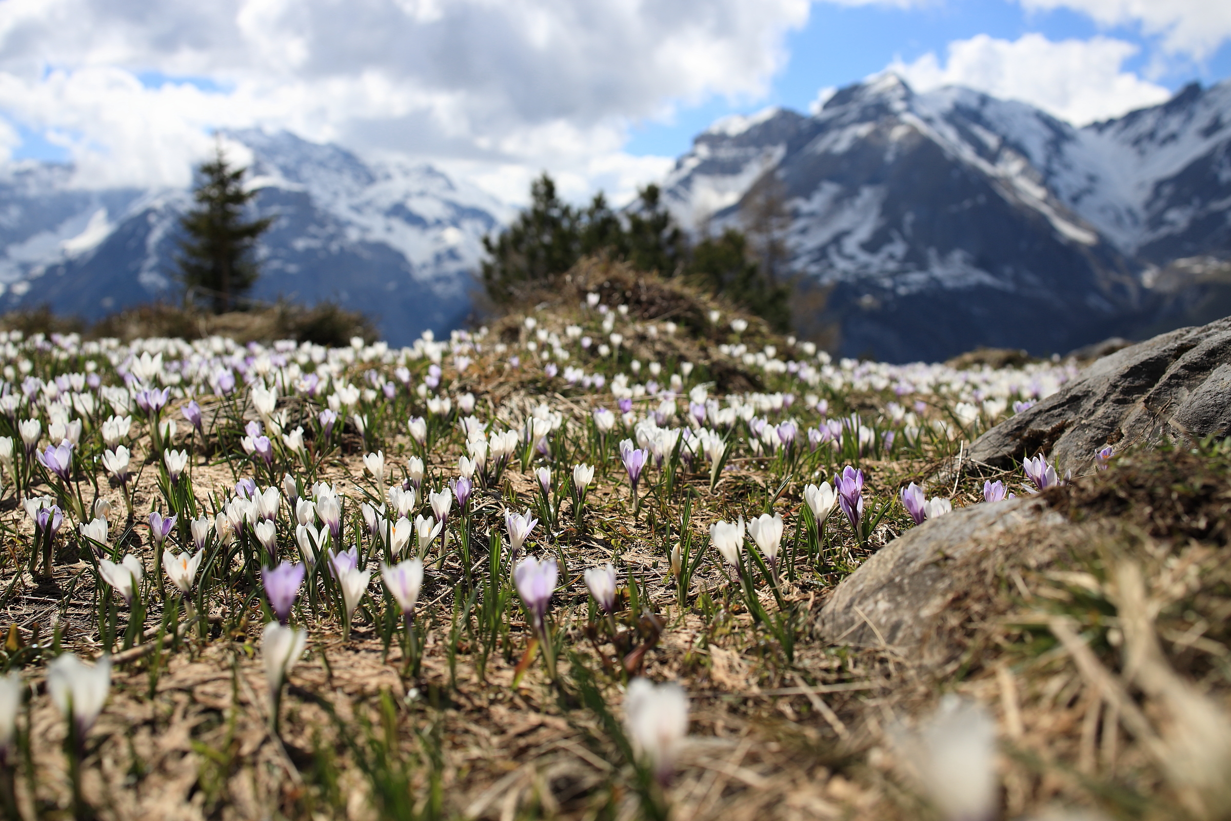 Bergfrühling II