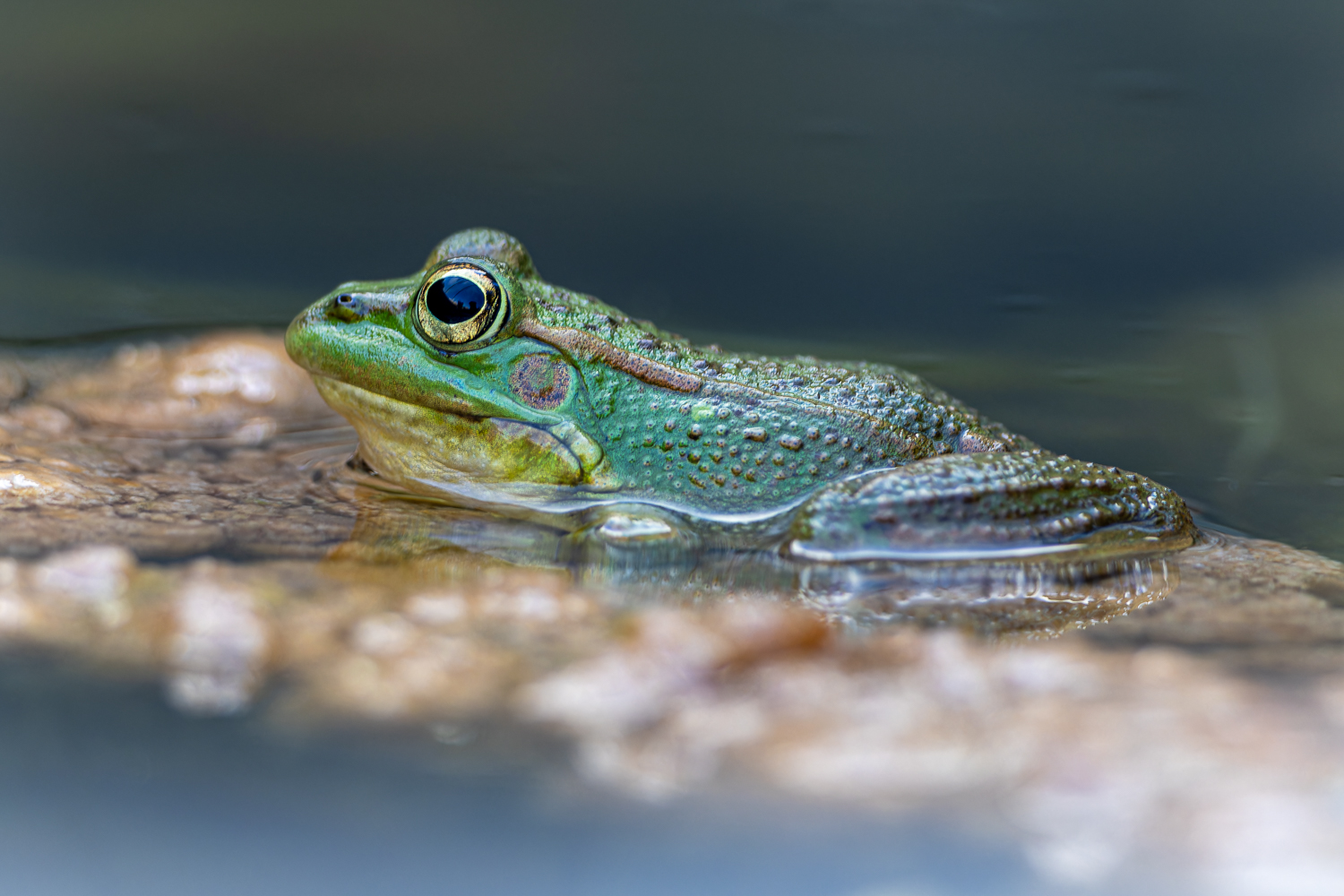 "Froschkönig"