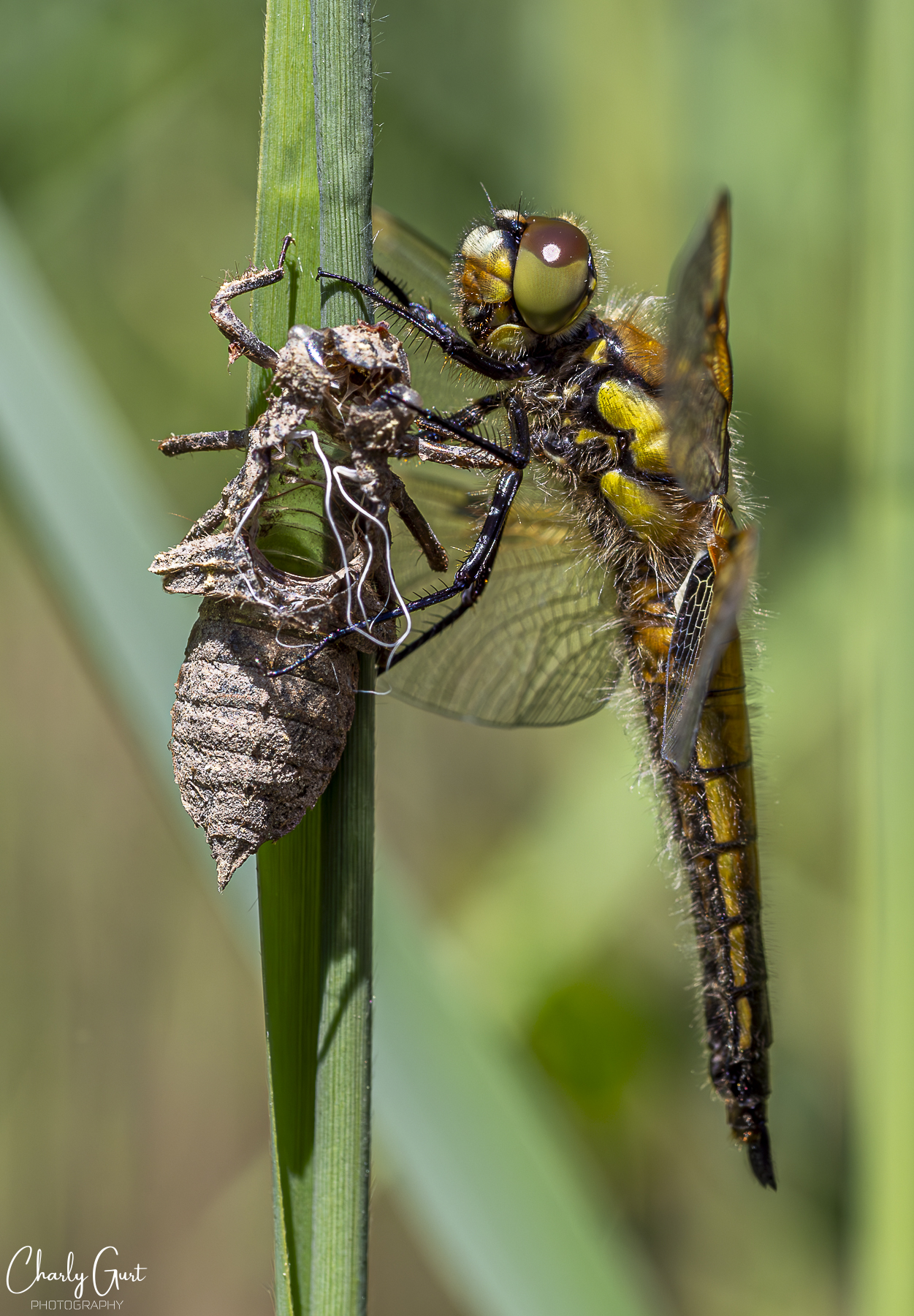 Meine erste Libelle