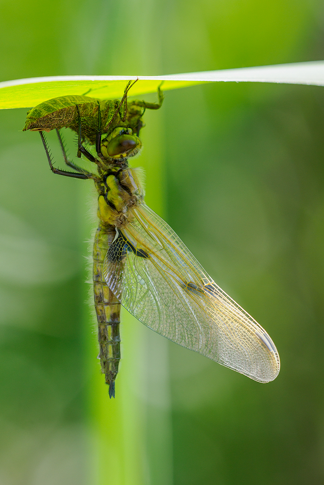 Green fairy