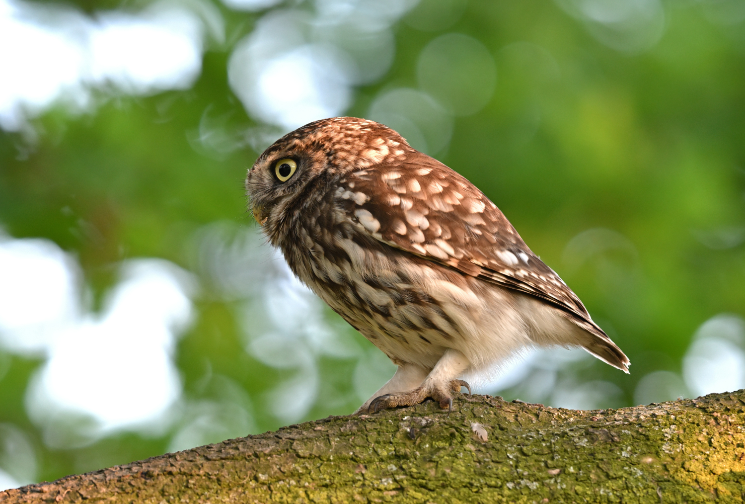 Altvogel