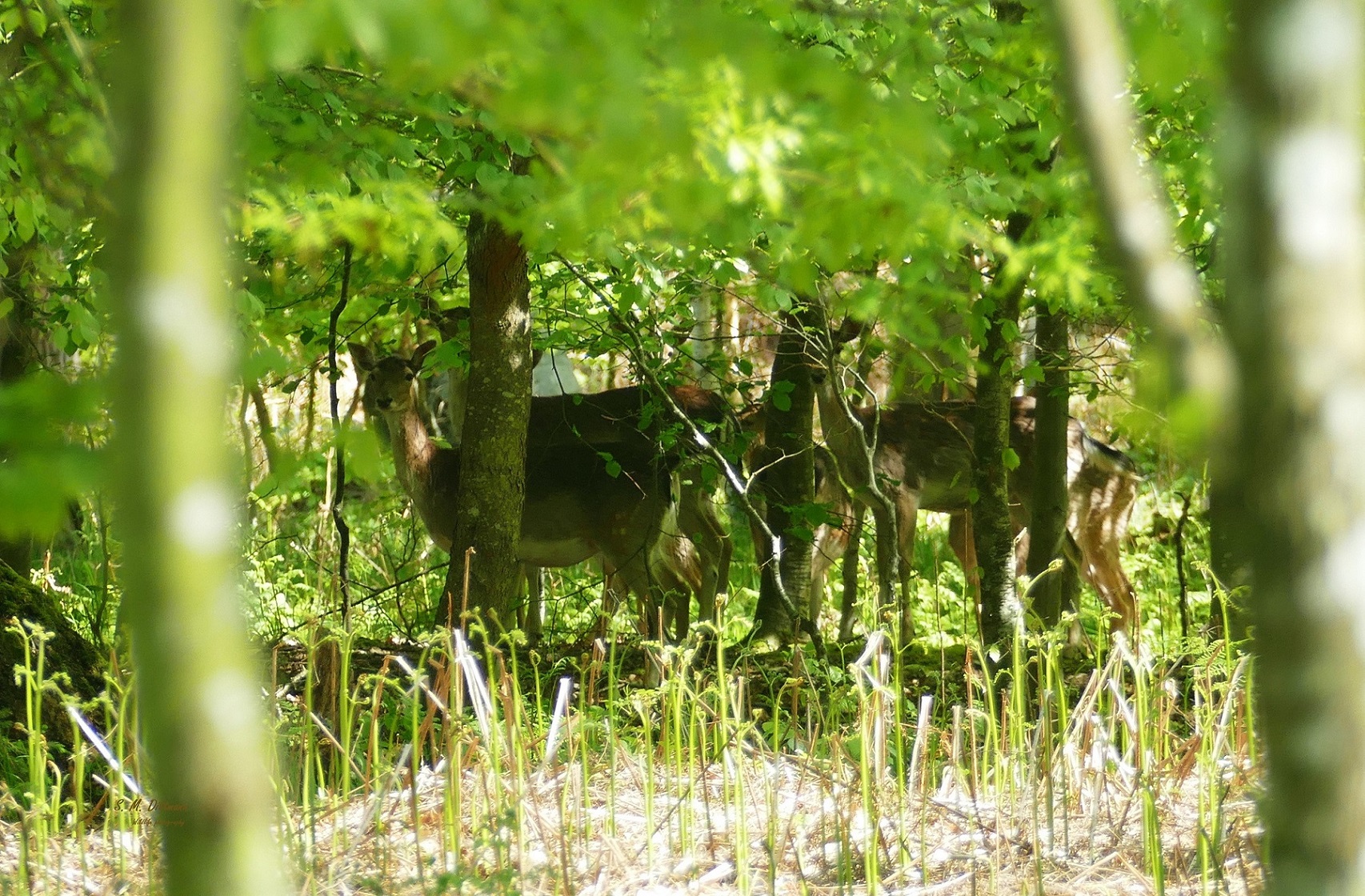 Versteckt im Wald.