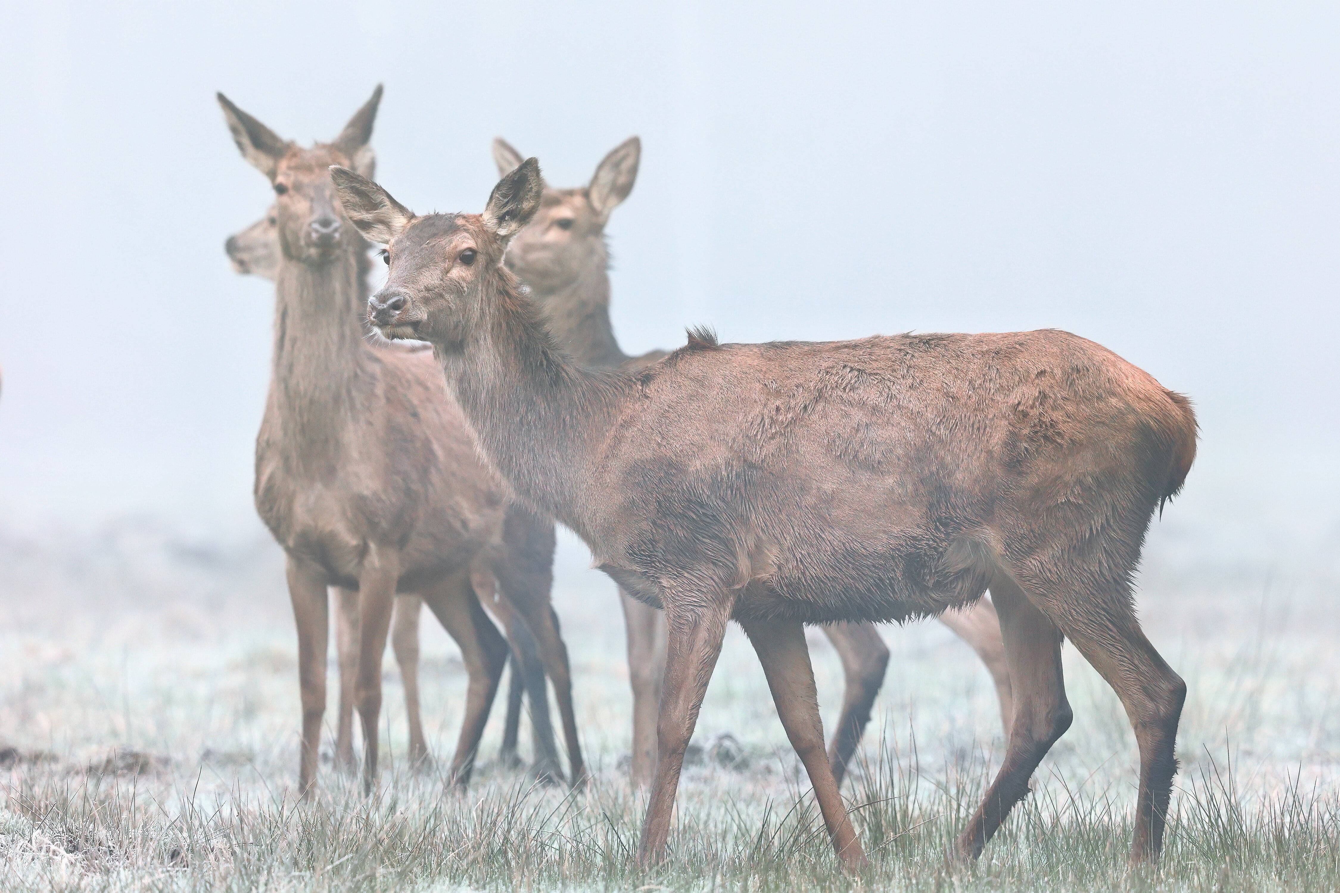 Rotwild im Nebel