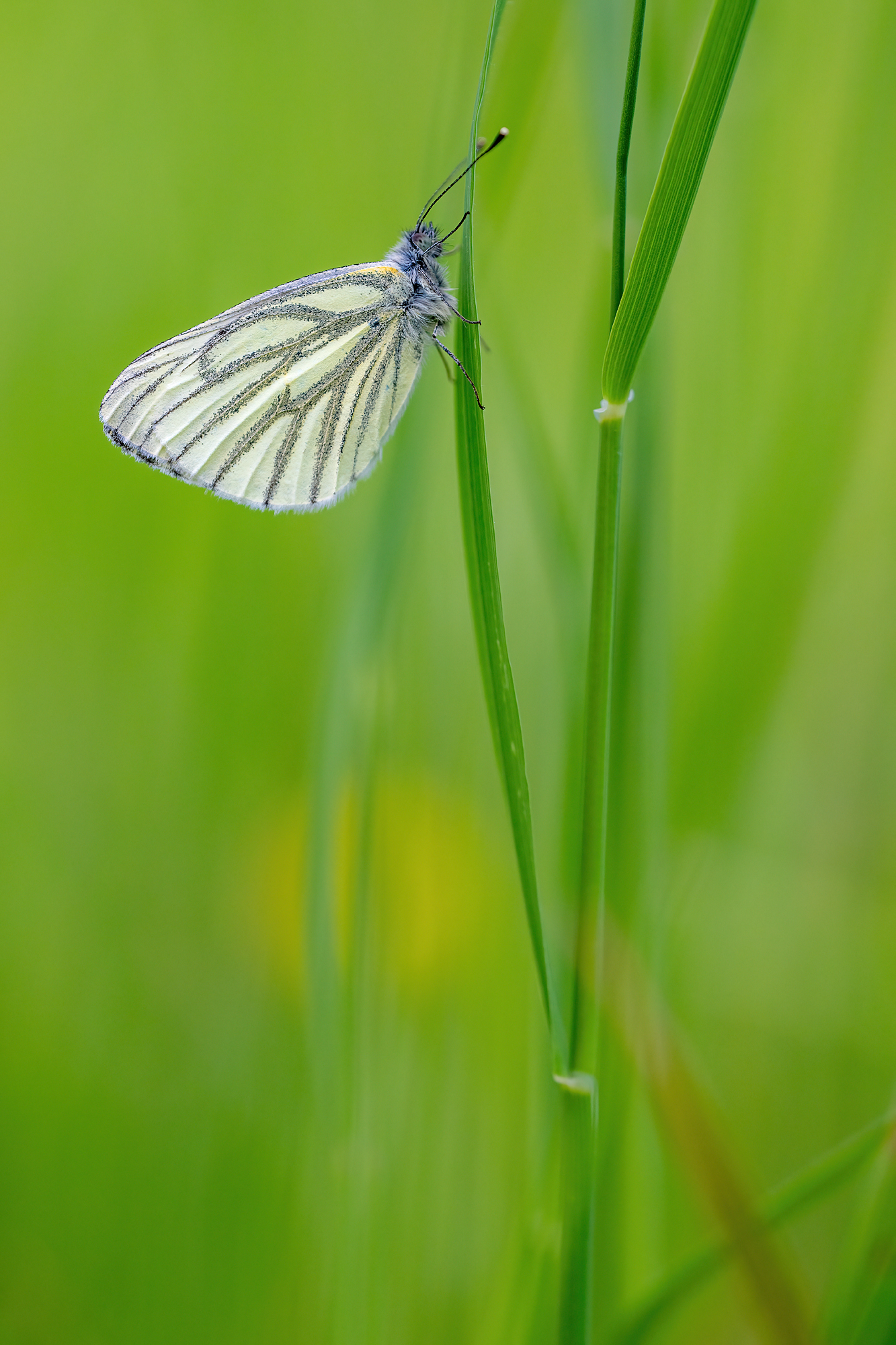 Pieris napi