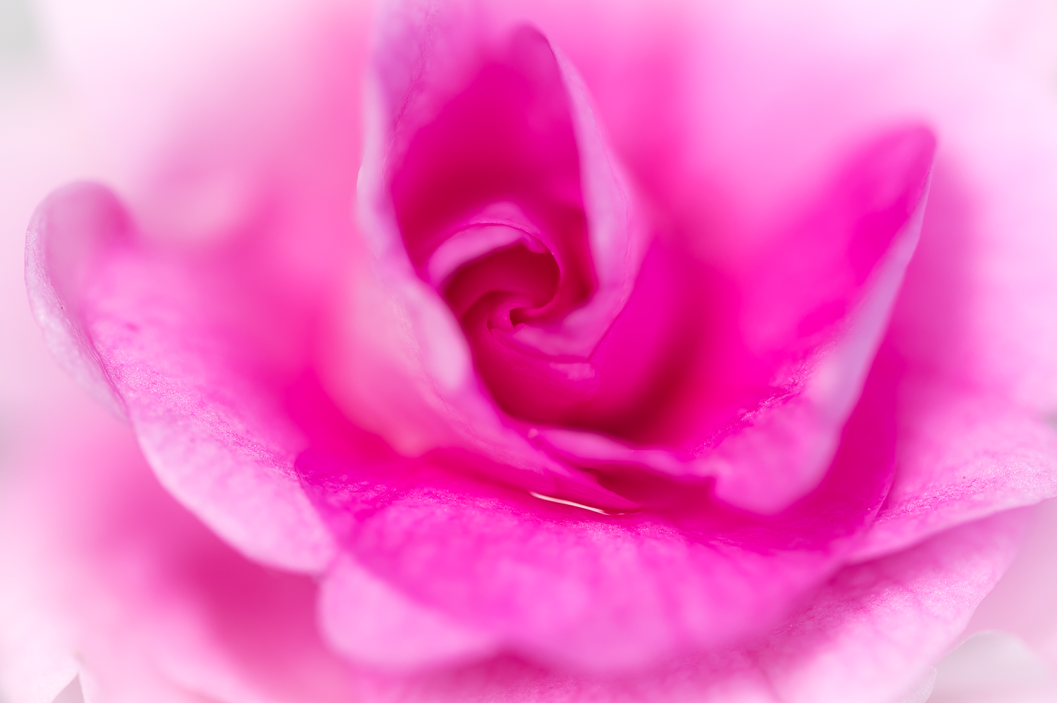 ~ pink Lady ~