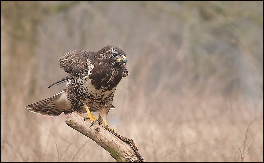 Mäusebussard