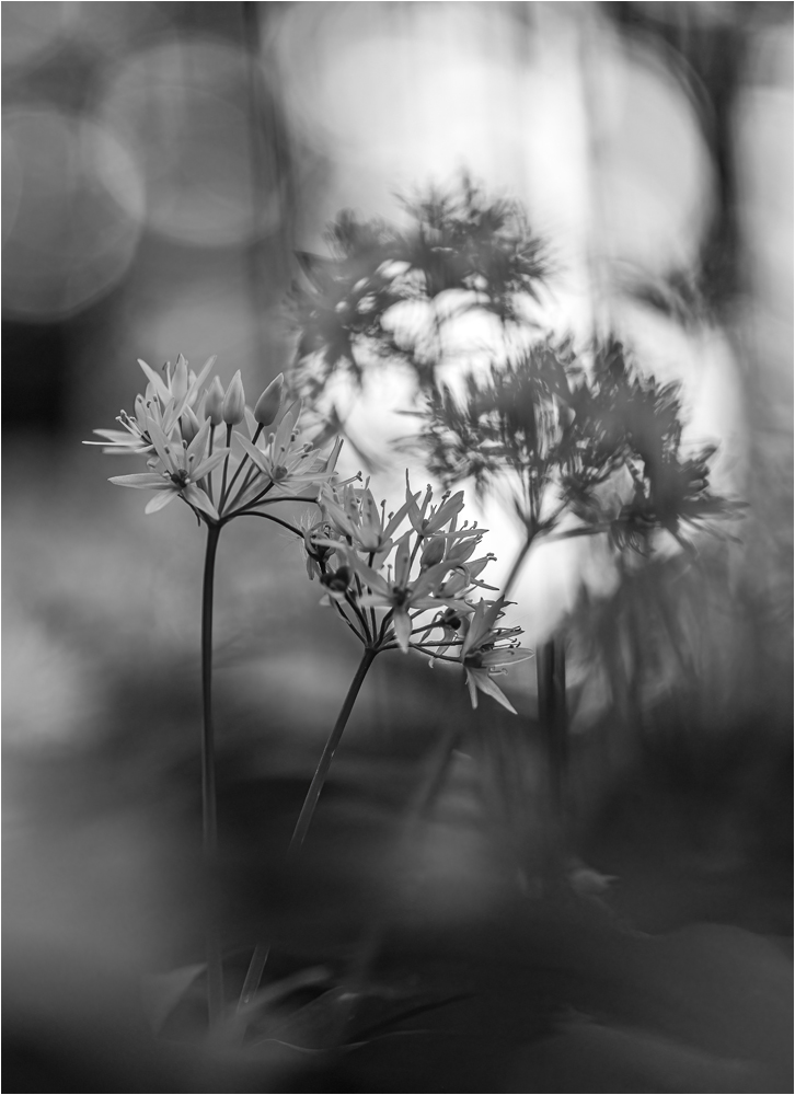 In der Bärlauchblüte