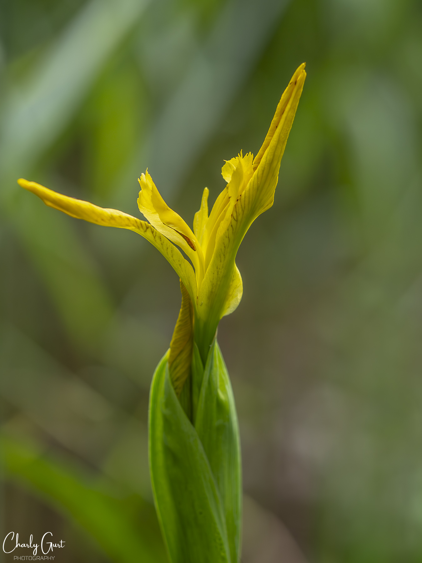 Wildgewachsene Iris pseudacorus