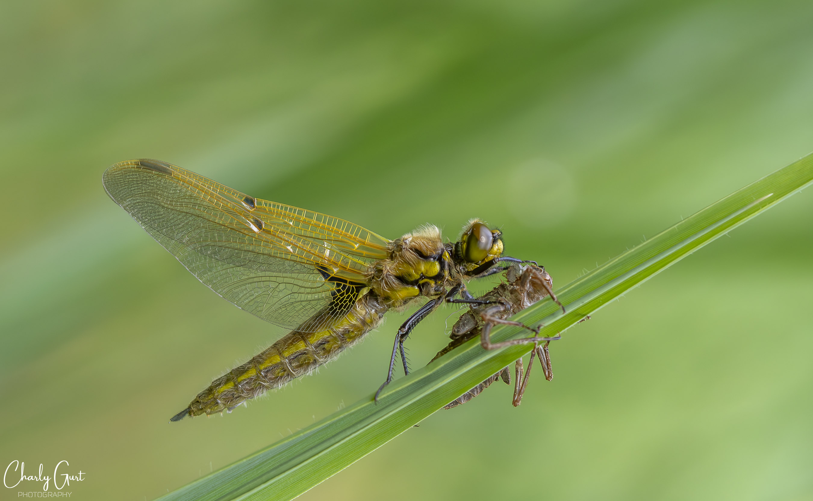 Die Wunder der Natur