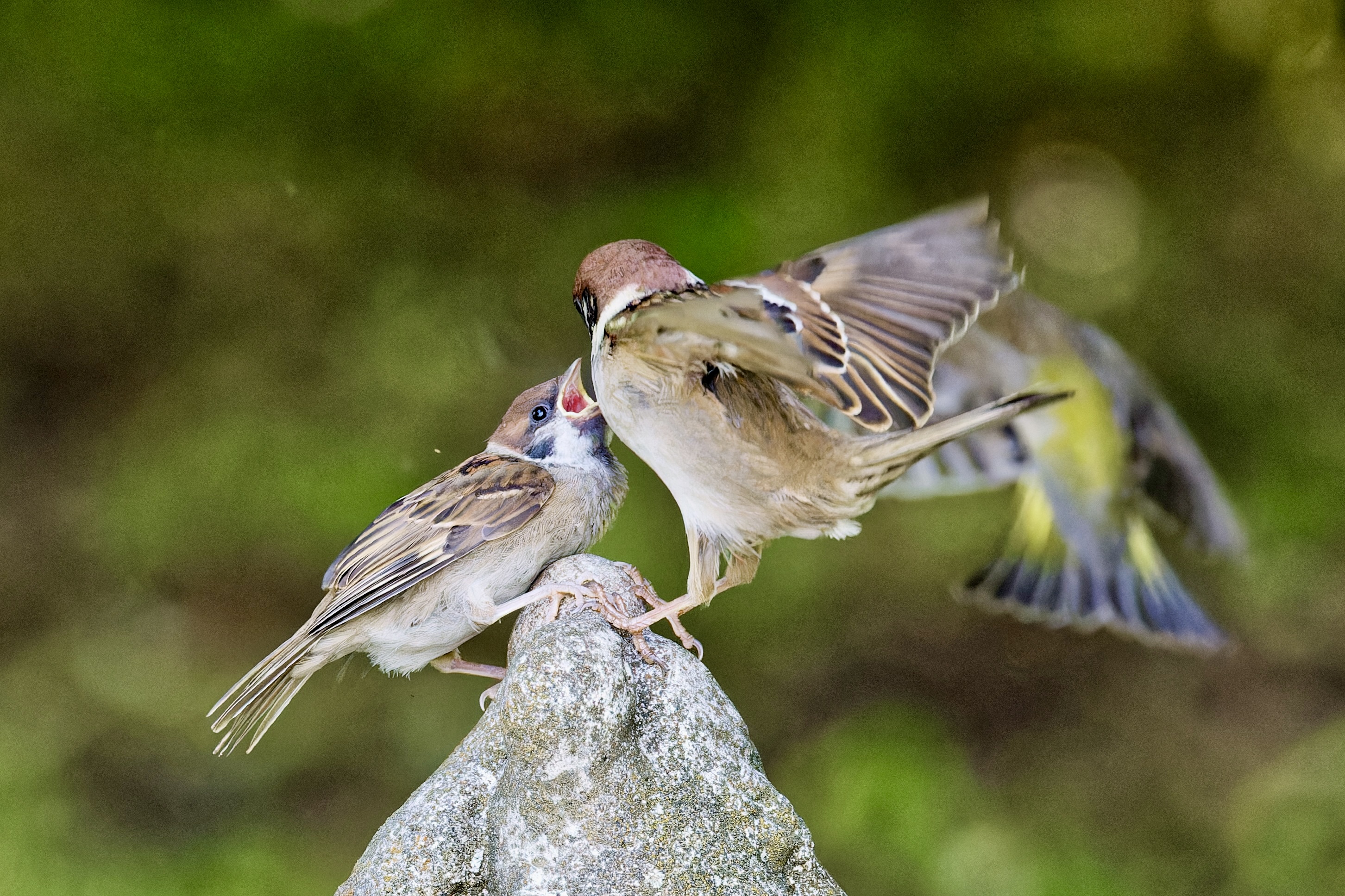 Was für ein flehender Blick