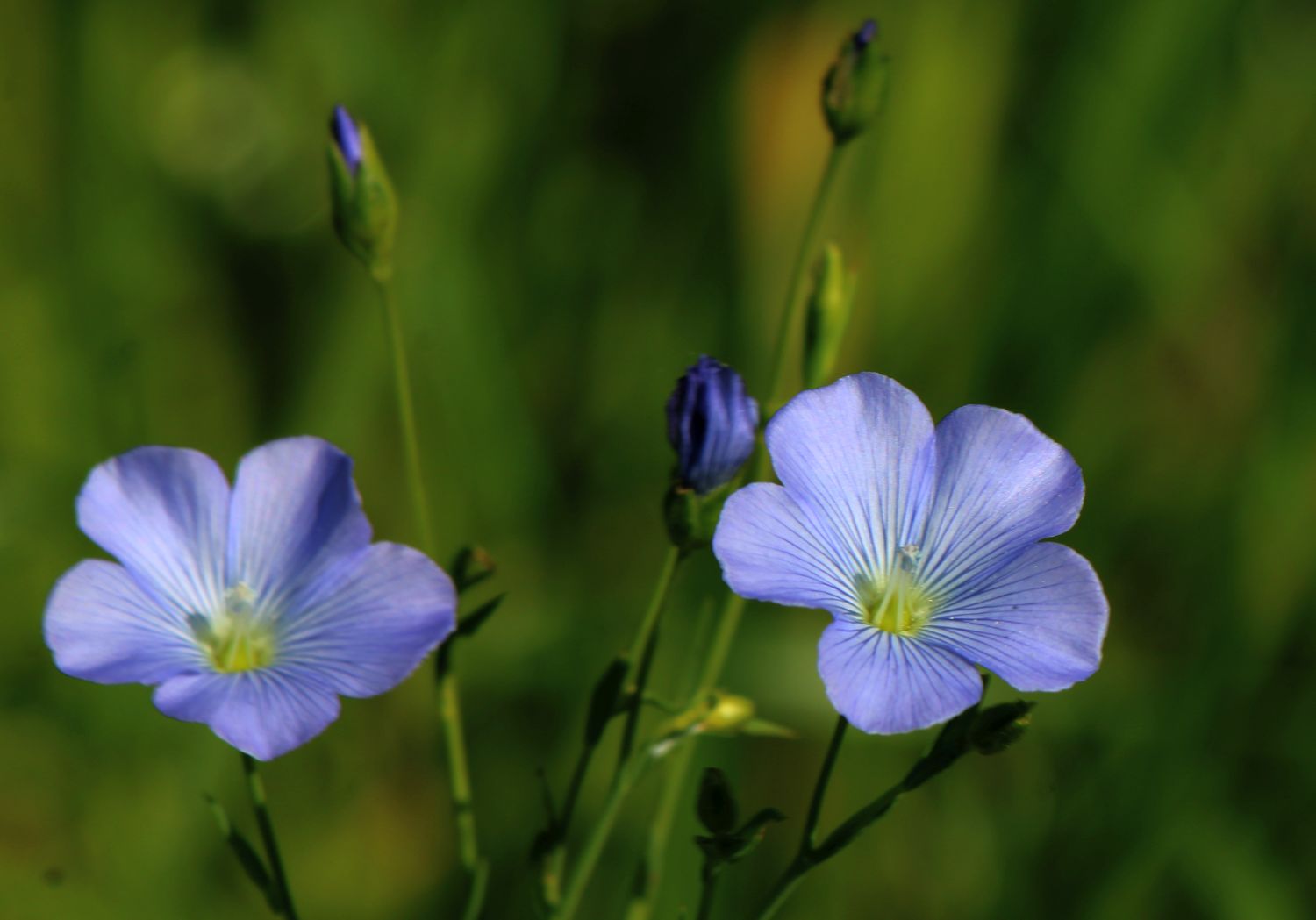 Flachsblüten