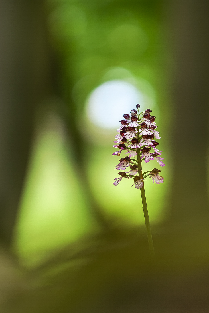 Purpurknabenkraut