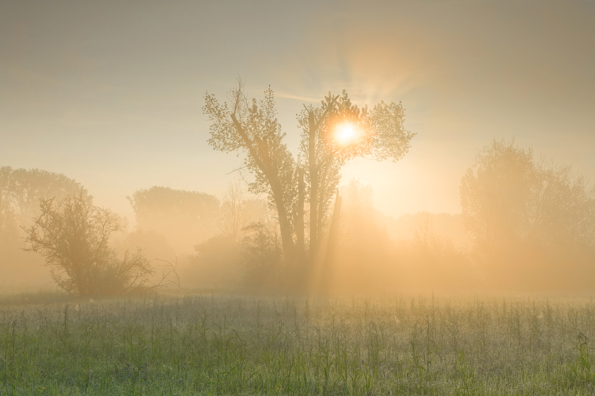 Morgennebel in der Rheinaue