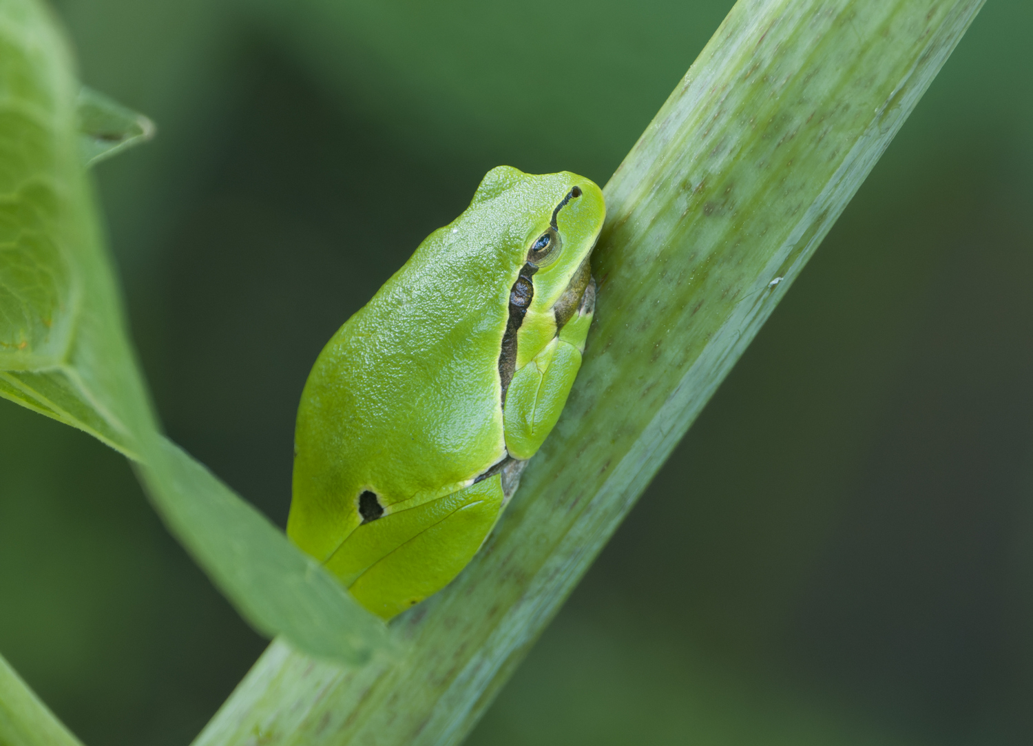 Laubfrosch