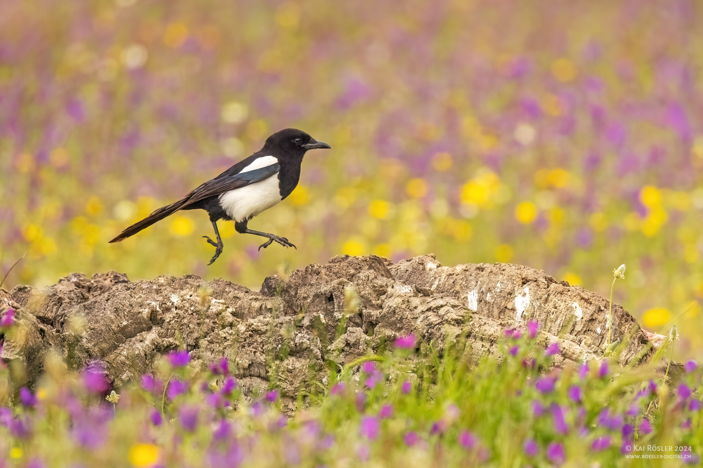 Frühling in Spanien