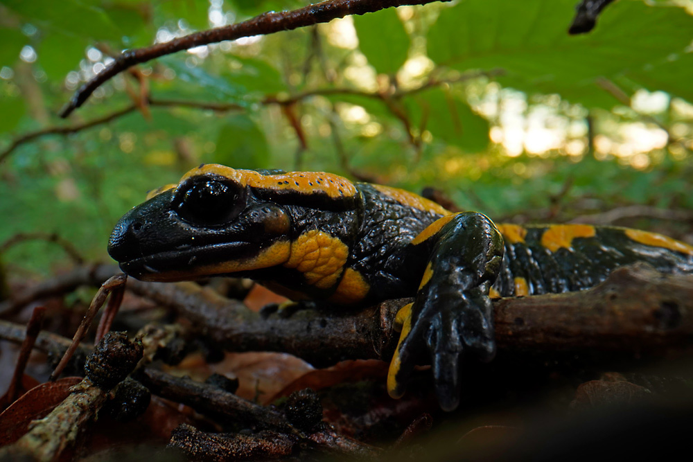 Feuersalamander