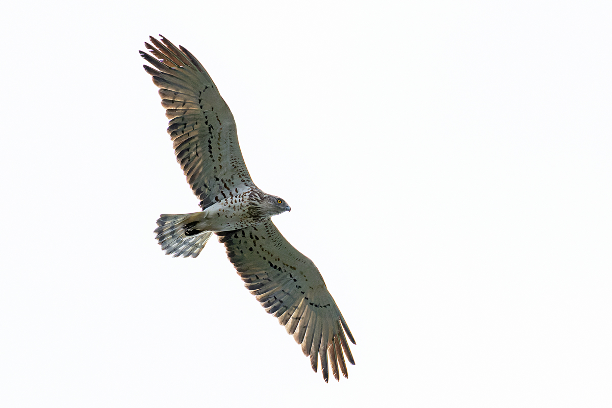 Schlangenadler