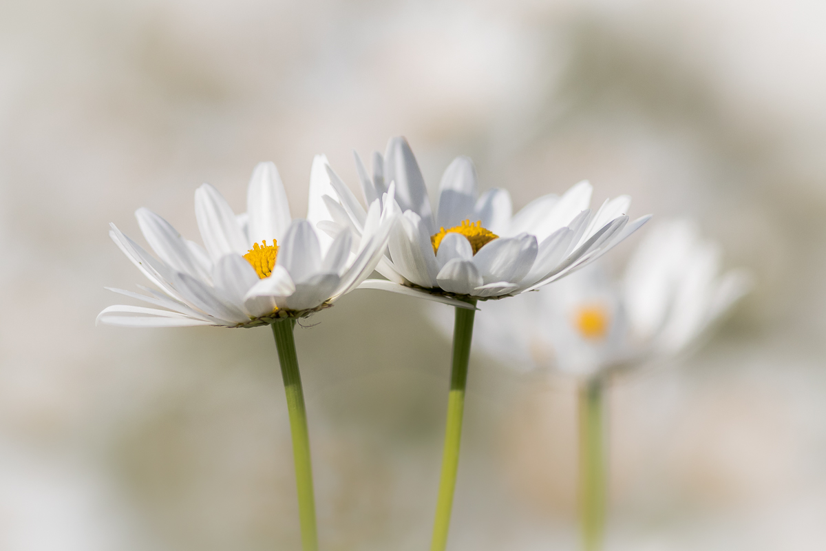 Wilde Margeriten