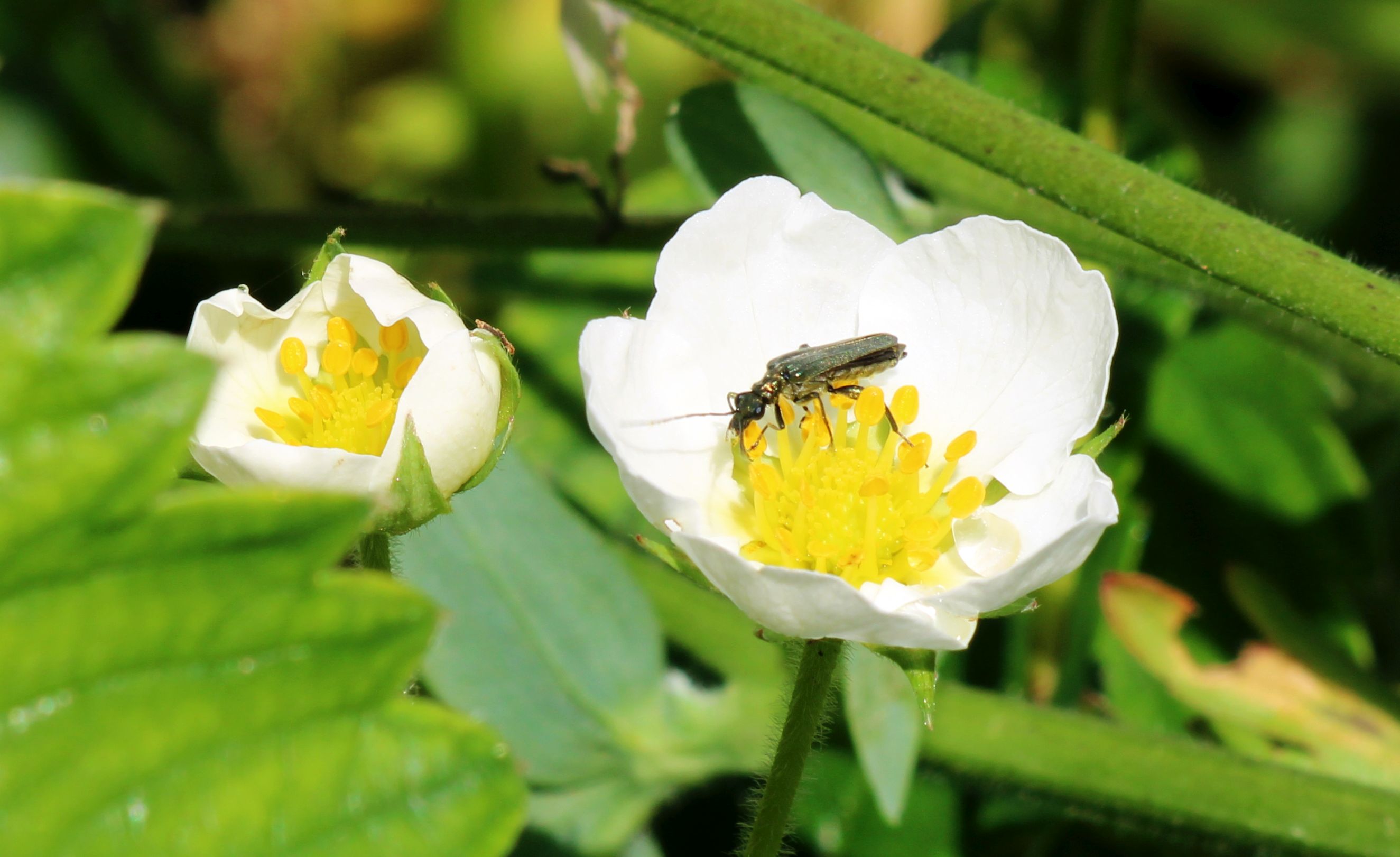 Käferbesuch in der  Erdbeerblüte