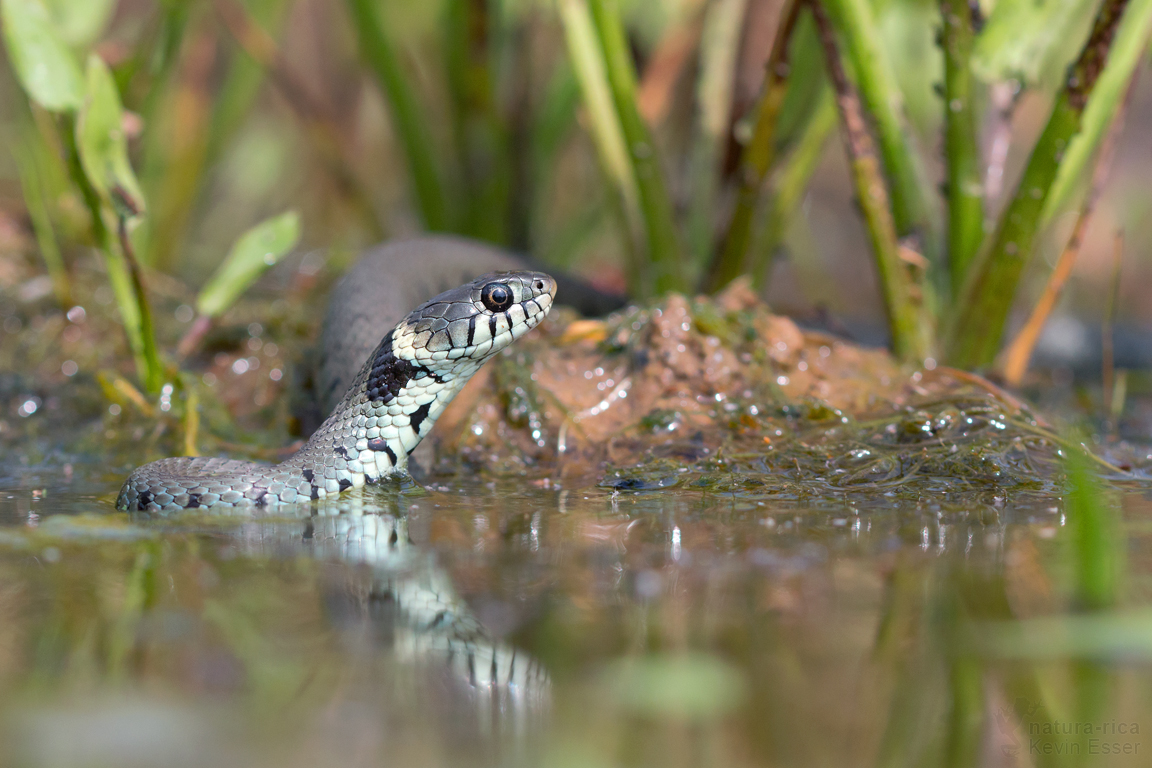 Die Schwimmerin