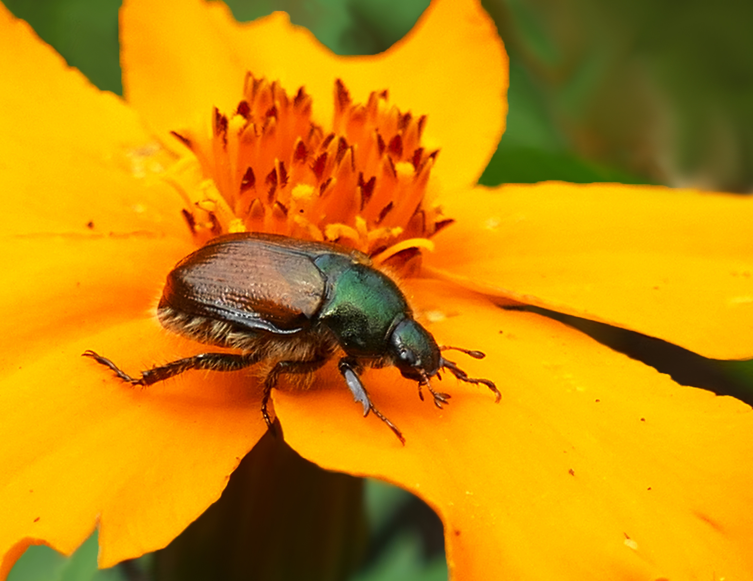 Gartenlaubkäfer ...