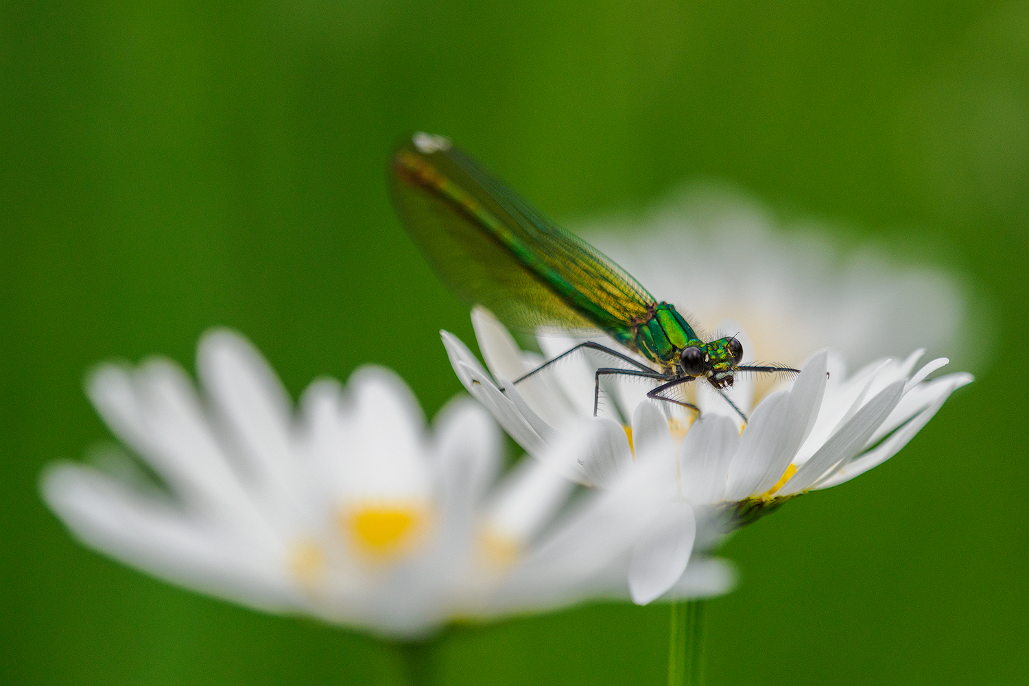 Blumenkönigin