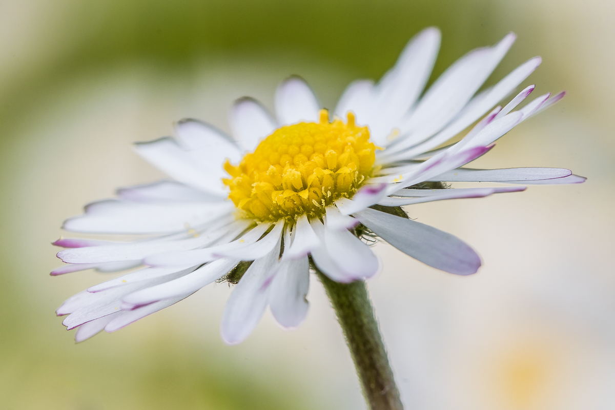 Gänseblümchen ganz groß