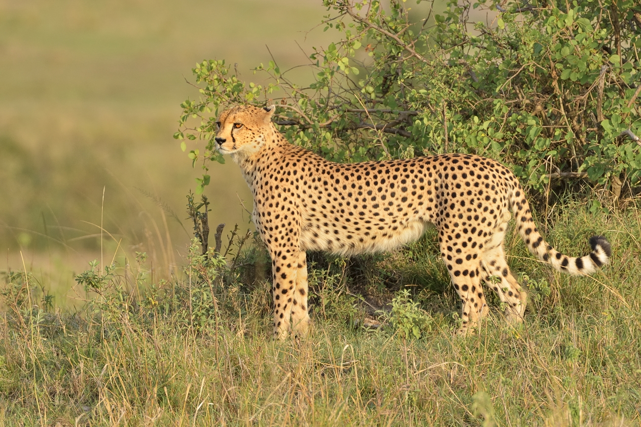 Cheetah (3)