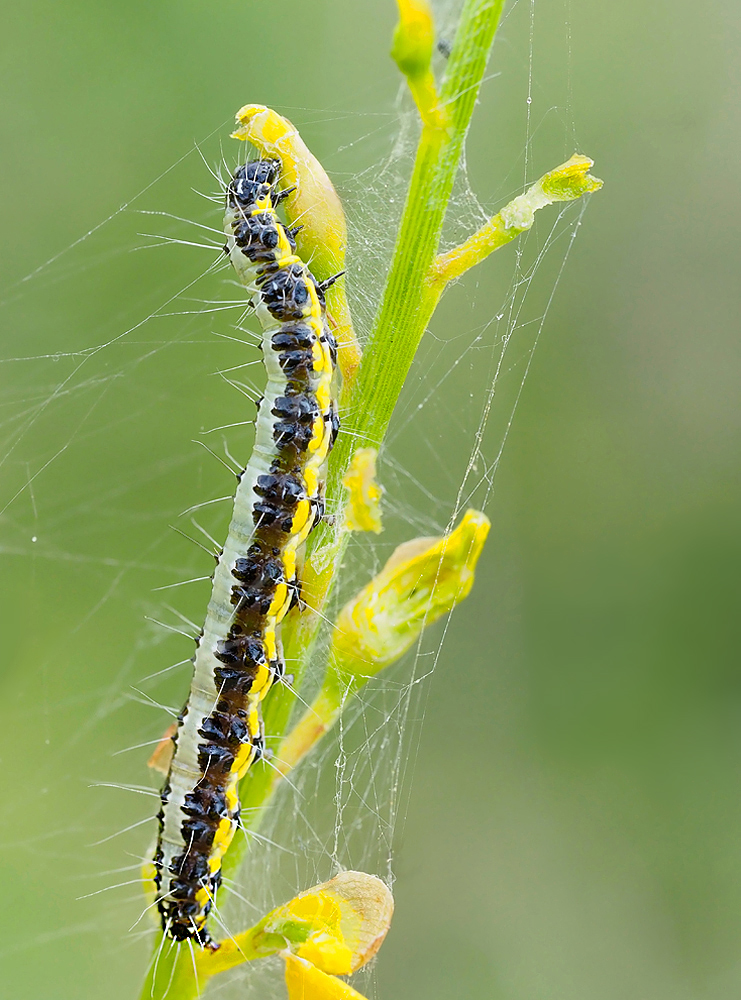 Raupe des Uresiphita gilvata (Nachtfalter)
