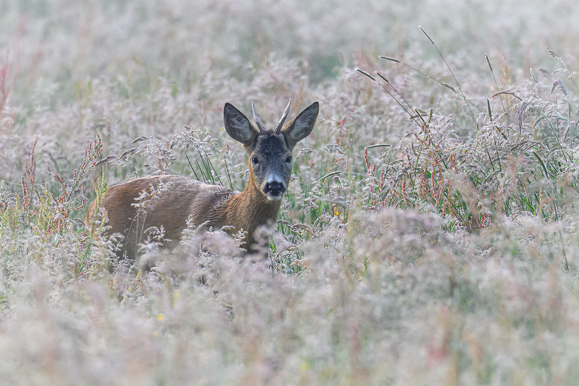 Morgendliche Pirsch