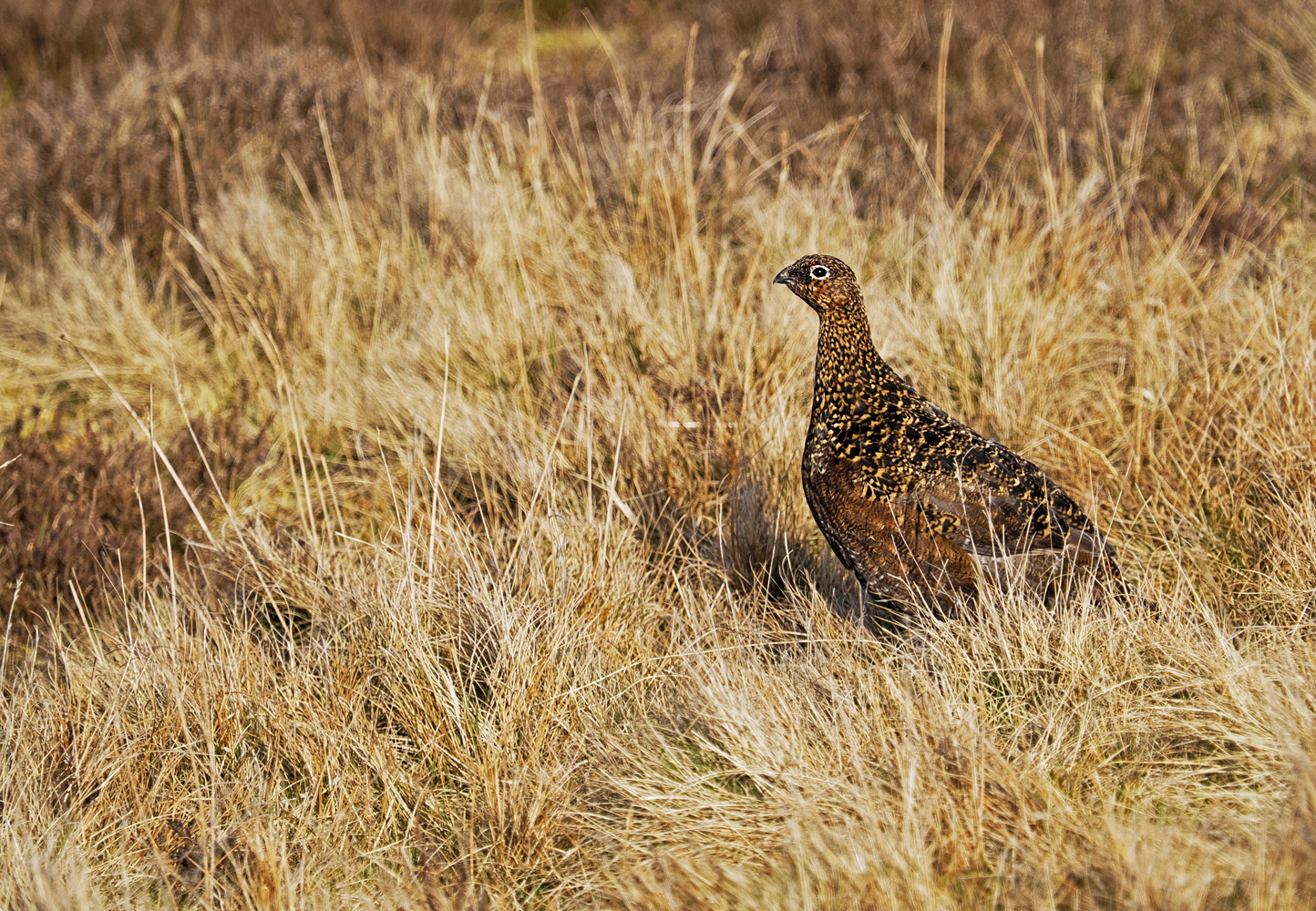 In den Highlands