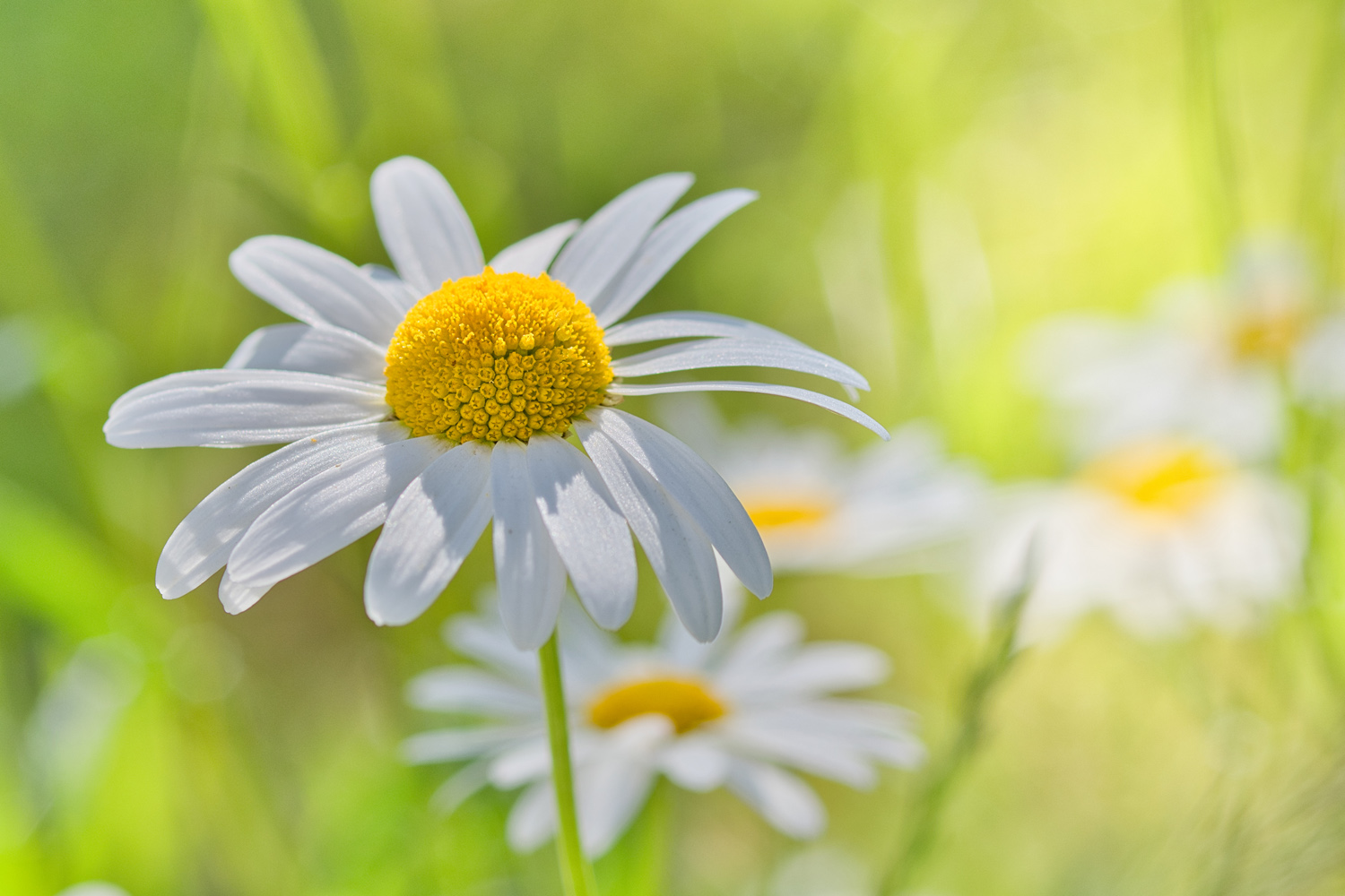 Margeriten
